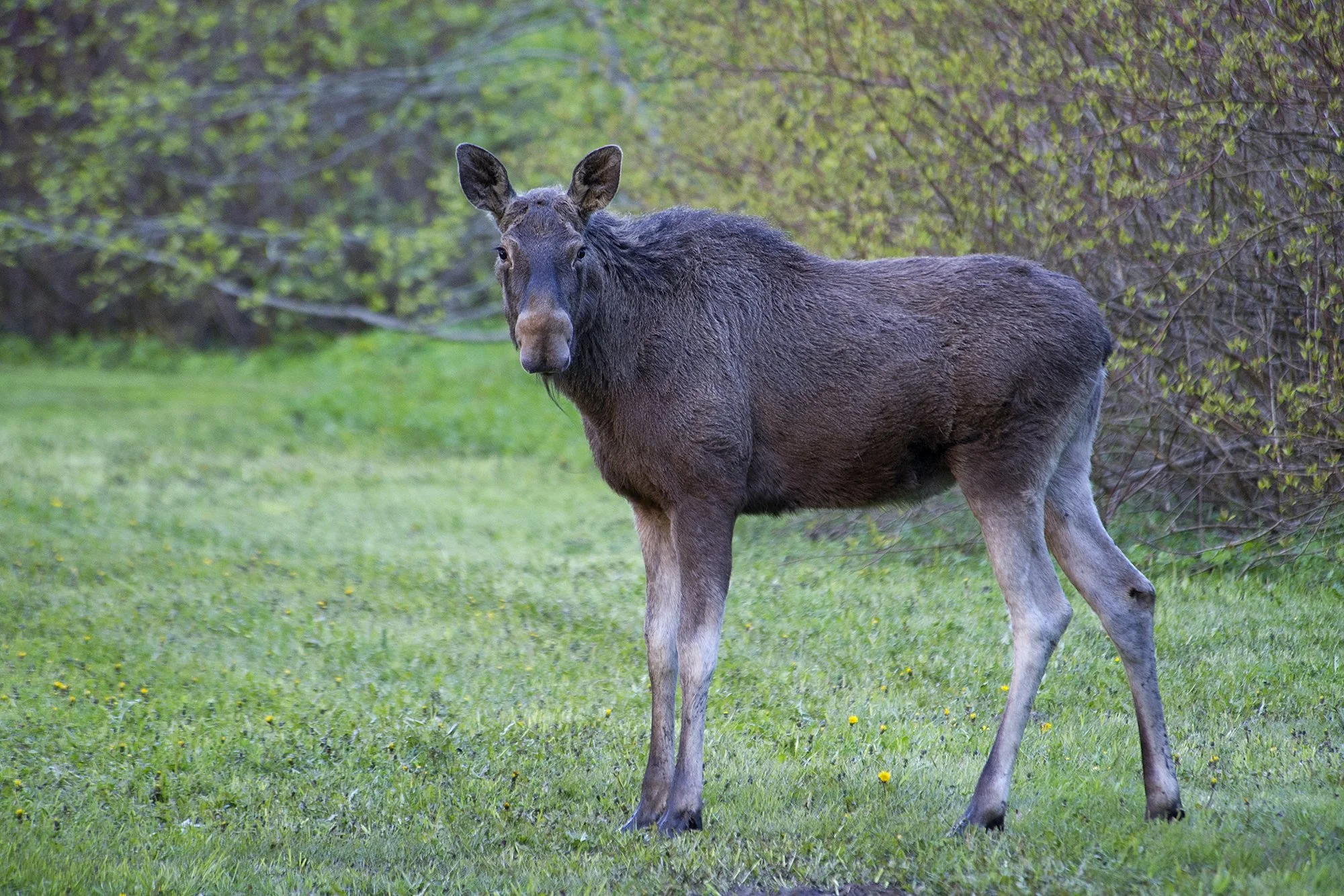 "Linnapõder" Alces alces. Pirita, Eesti. 2020