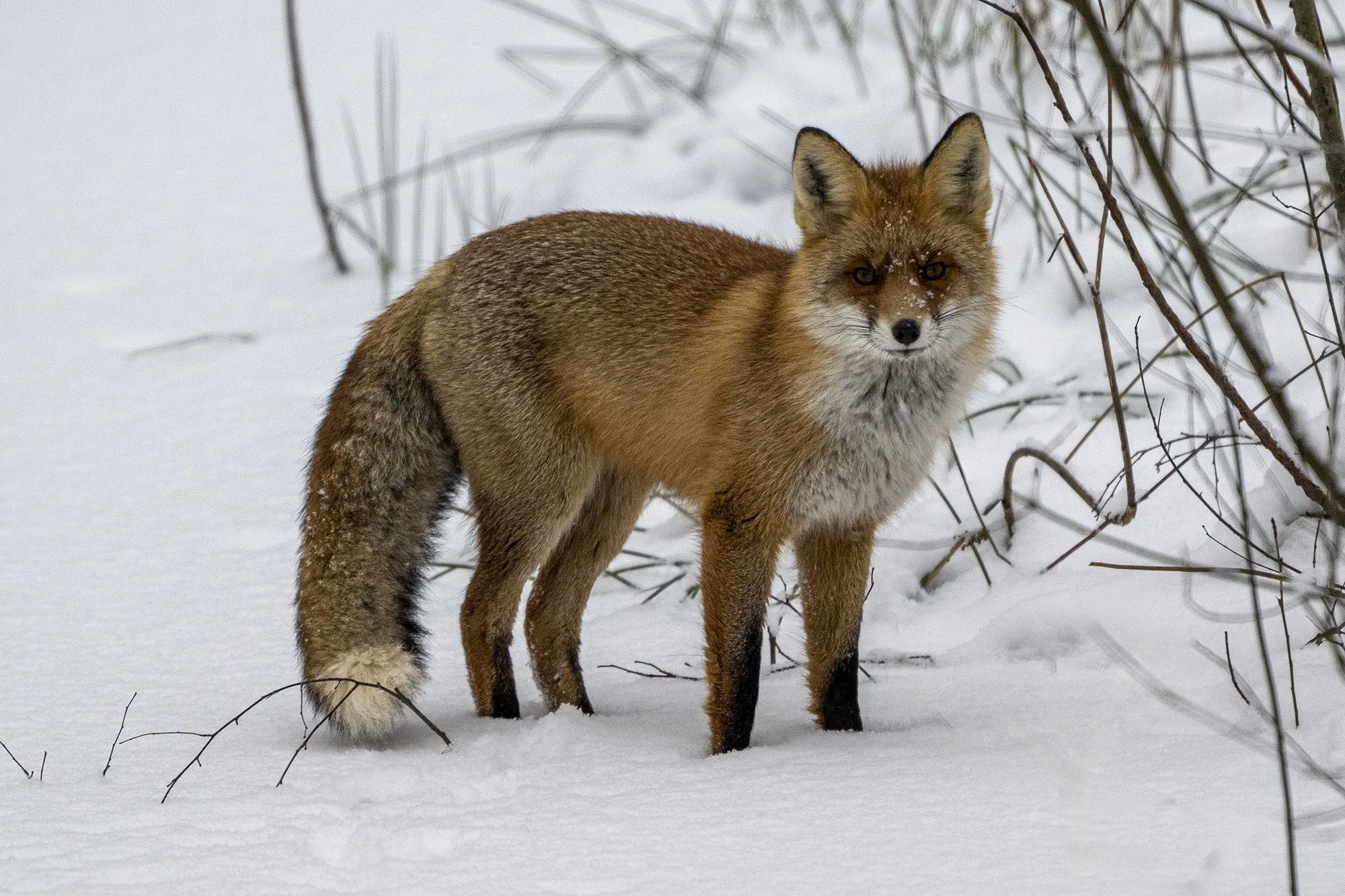 Talvine rebane. (Vulpes vulpes.) Värska 2025