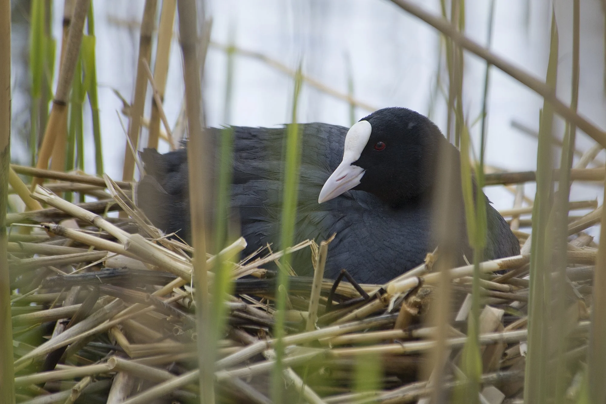 "Pesal" Lauk poegi haudumas. Turdus merula. Saaremaa, Eesti. 2020