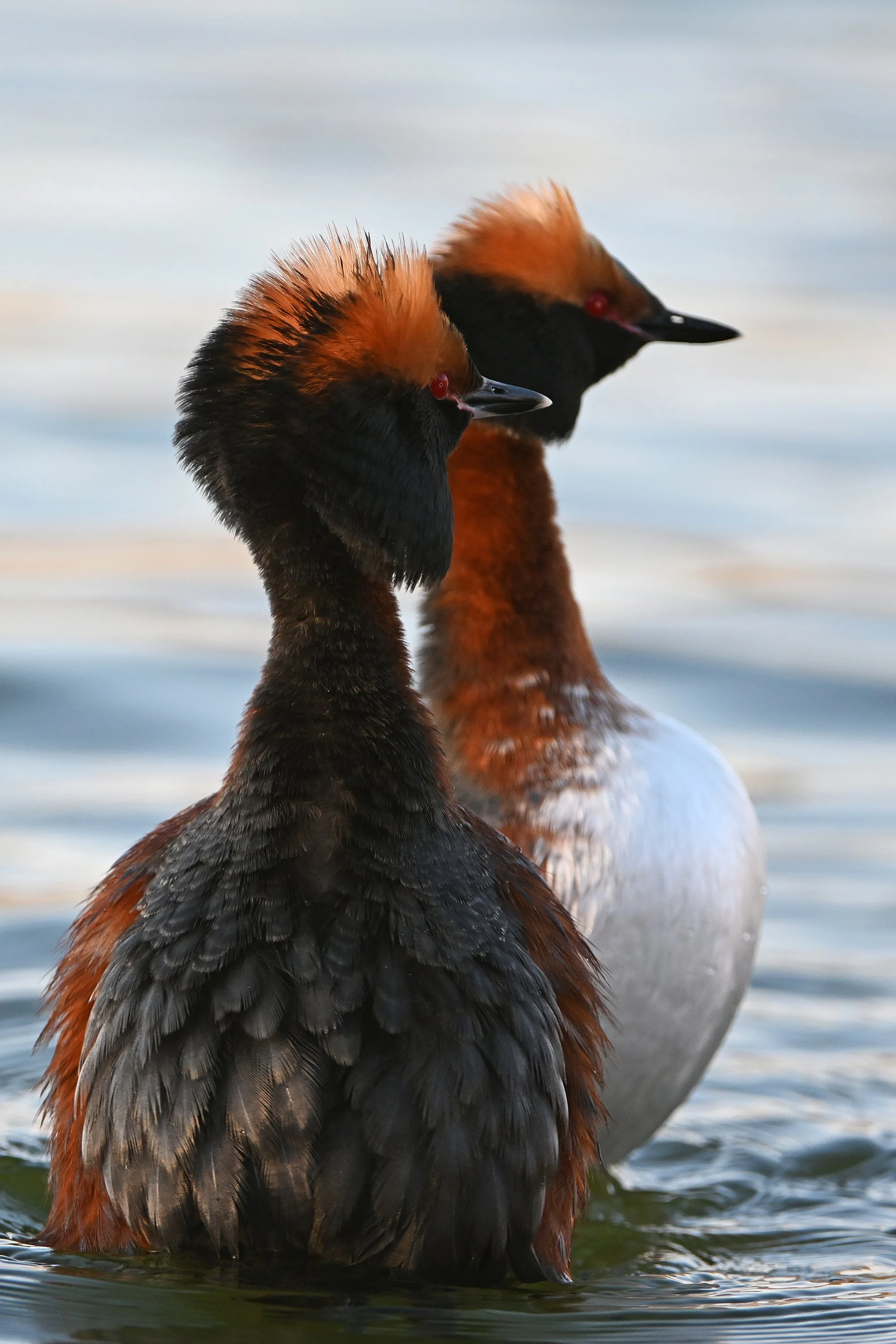 "Vaade tulevikku" Sarvikpütid. Podiceps auritus. Harjumaa, Eesti 2021