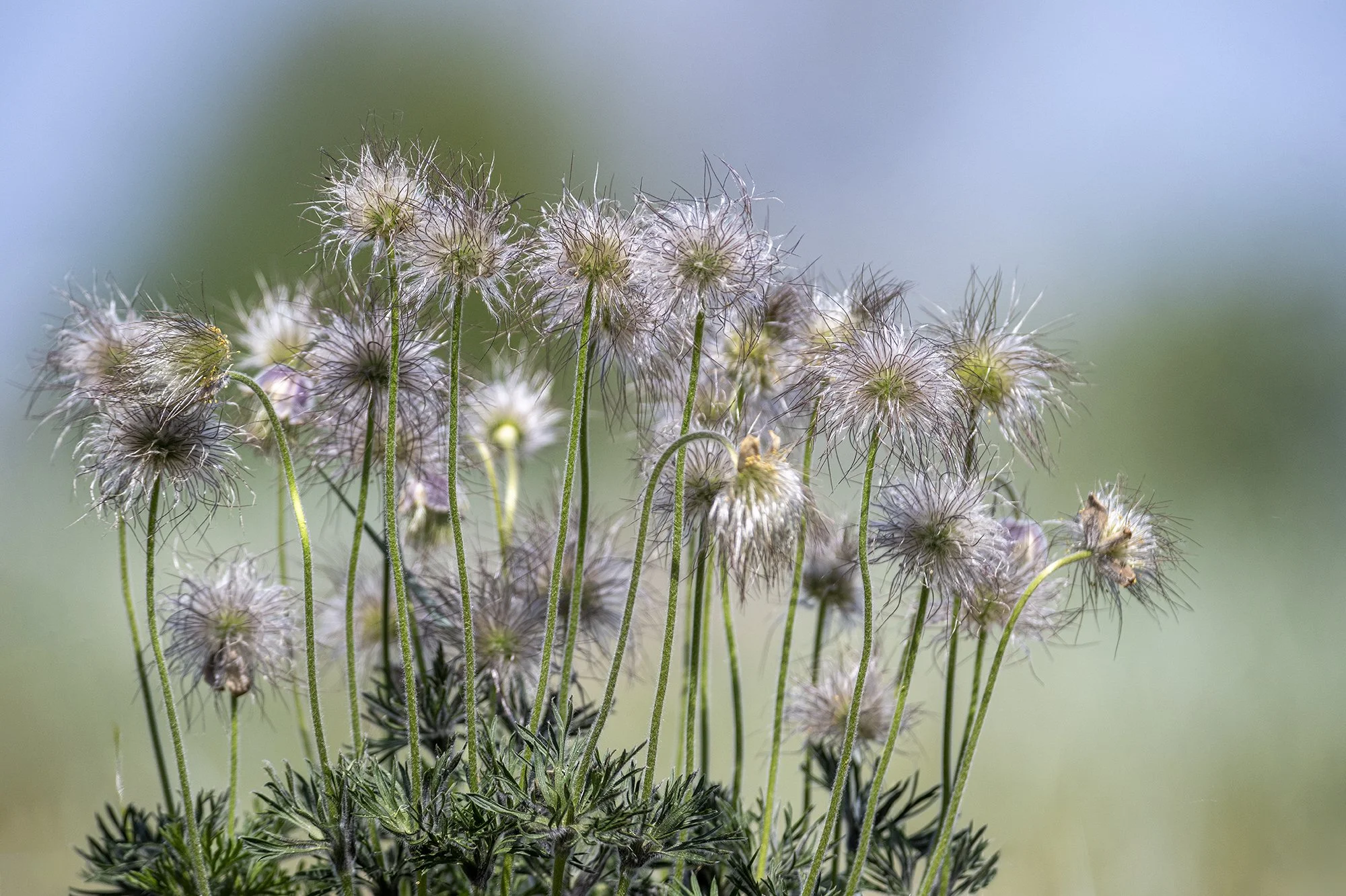 Ilu peale õitsemist. Aas-karukell. Pulsatilla patens Paljassaare 2024.