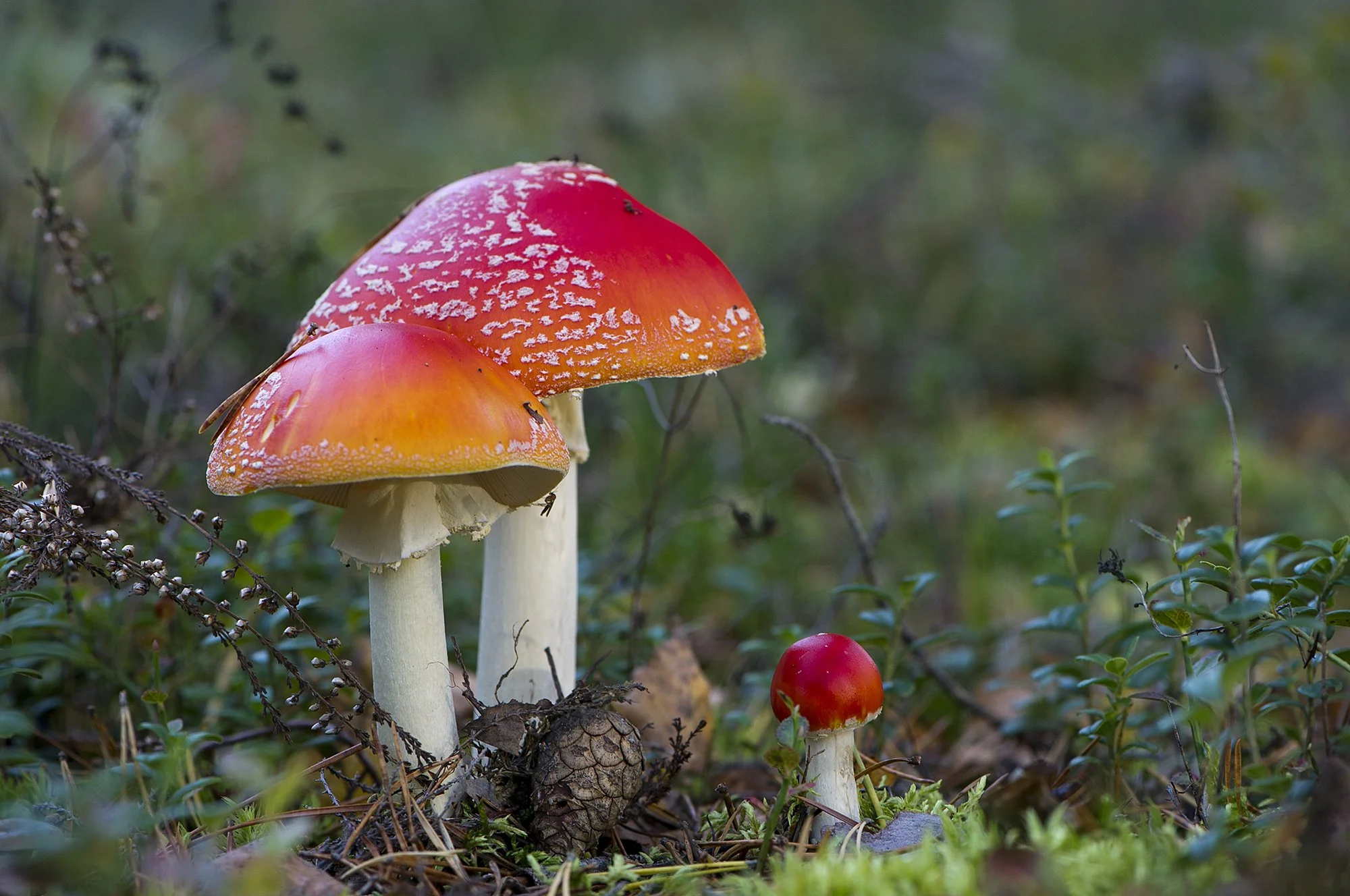 "Perekond" Kärbseseened. Kõrvemaa, Eesti 2011