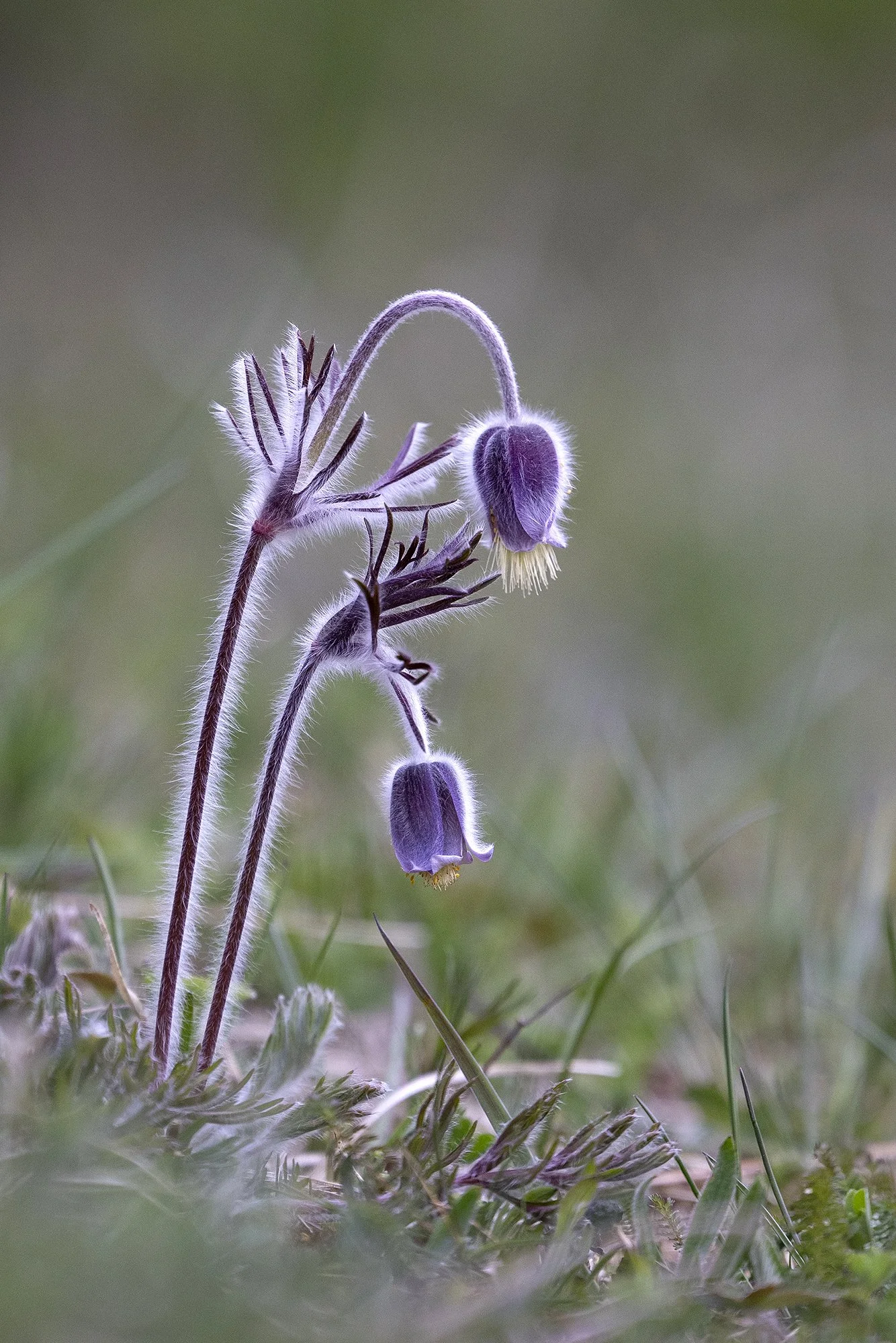 Aas-karulell. (Pulsatilla pratensis) Vormsi 2026