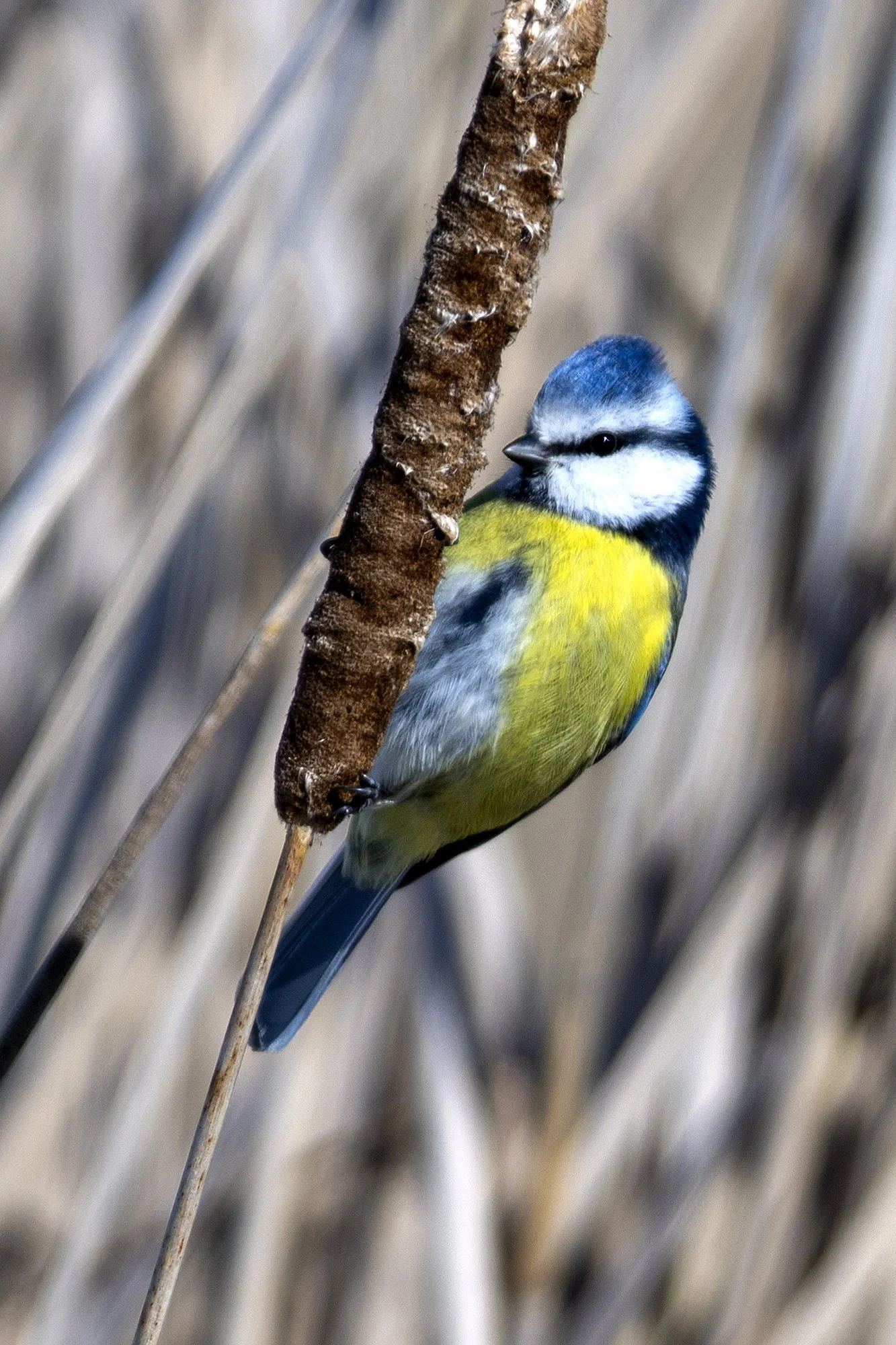 "Sinitihane hundinuial". Parus caeruleus. Värska, Eesti. 2023