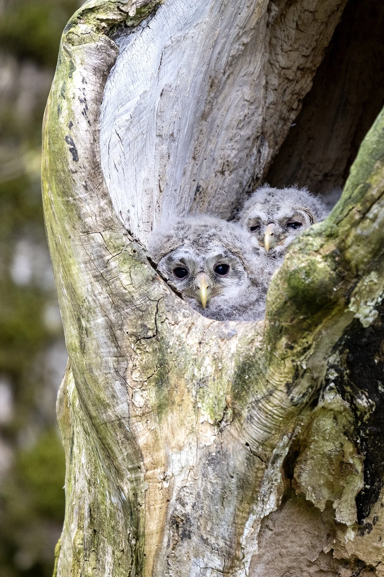 "Tahks juba lennata". Händkaku pojad (Strix uralensis) Harjumaa 2025