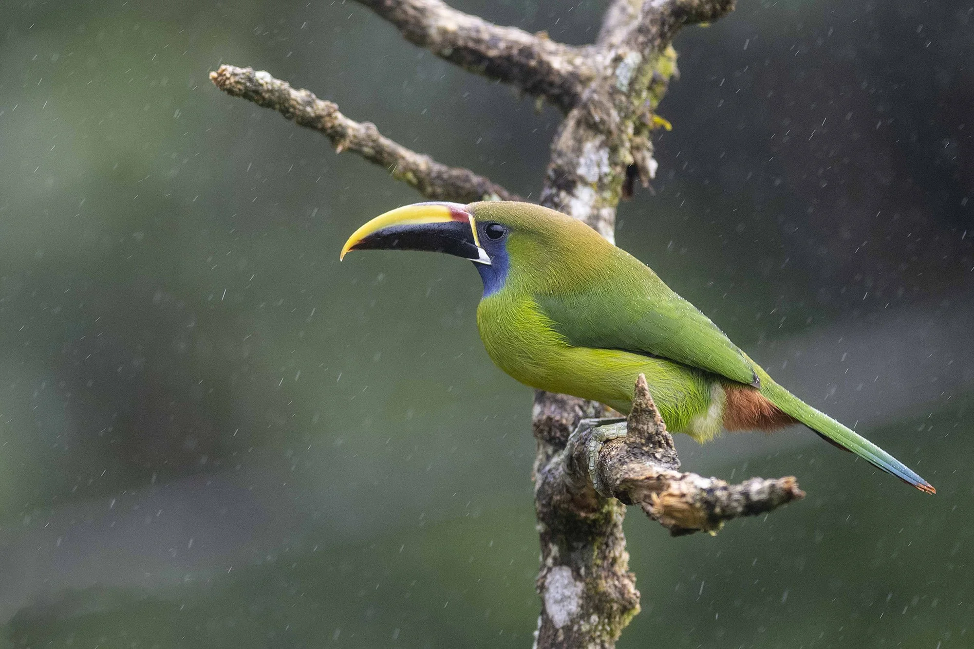 "Saragdtuukan vihmas"  Aulacorhynchus prasinus.  Costa Rica 2021