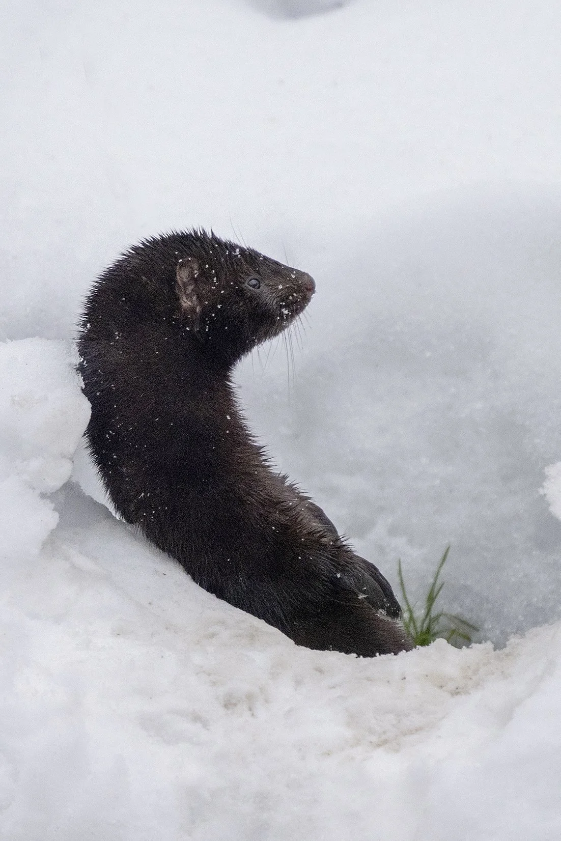 "Tugitoolis" Mink (Neovison vison) Tallinn 2025