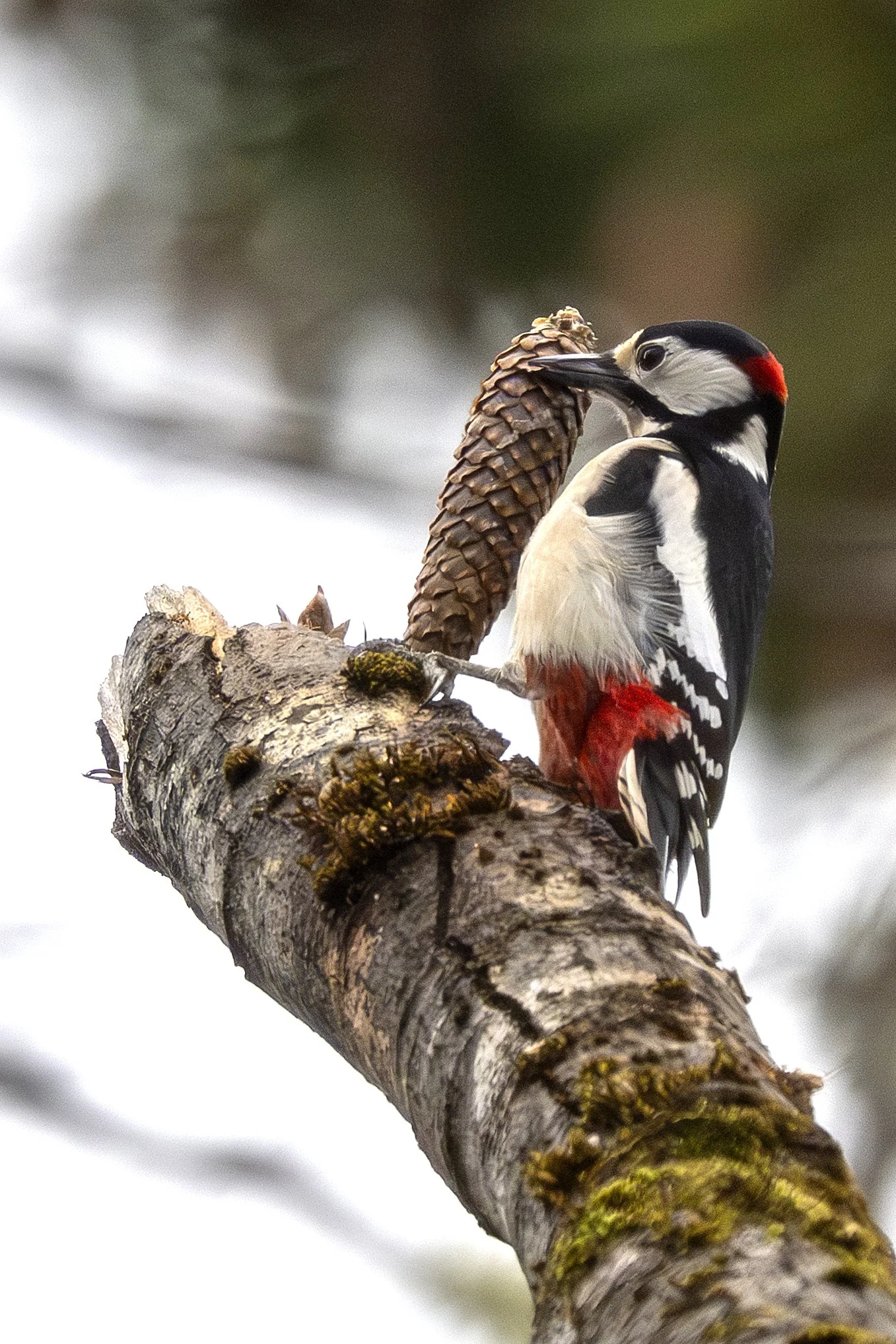 "Rähn ja käbi" Harjumaa 2026