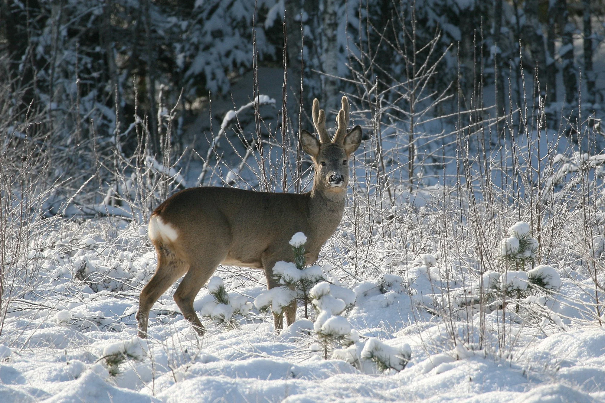 "Talvevõlumaa" Metskits lumisel maastikul. Capreolus capreolus. Jäneda, Eesti 2008