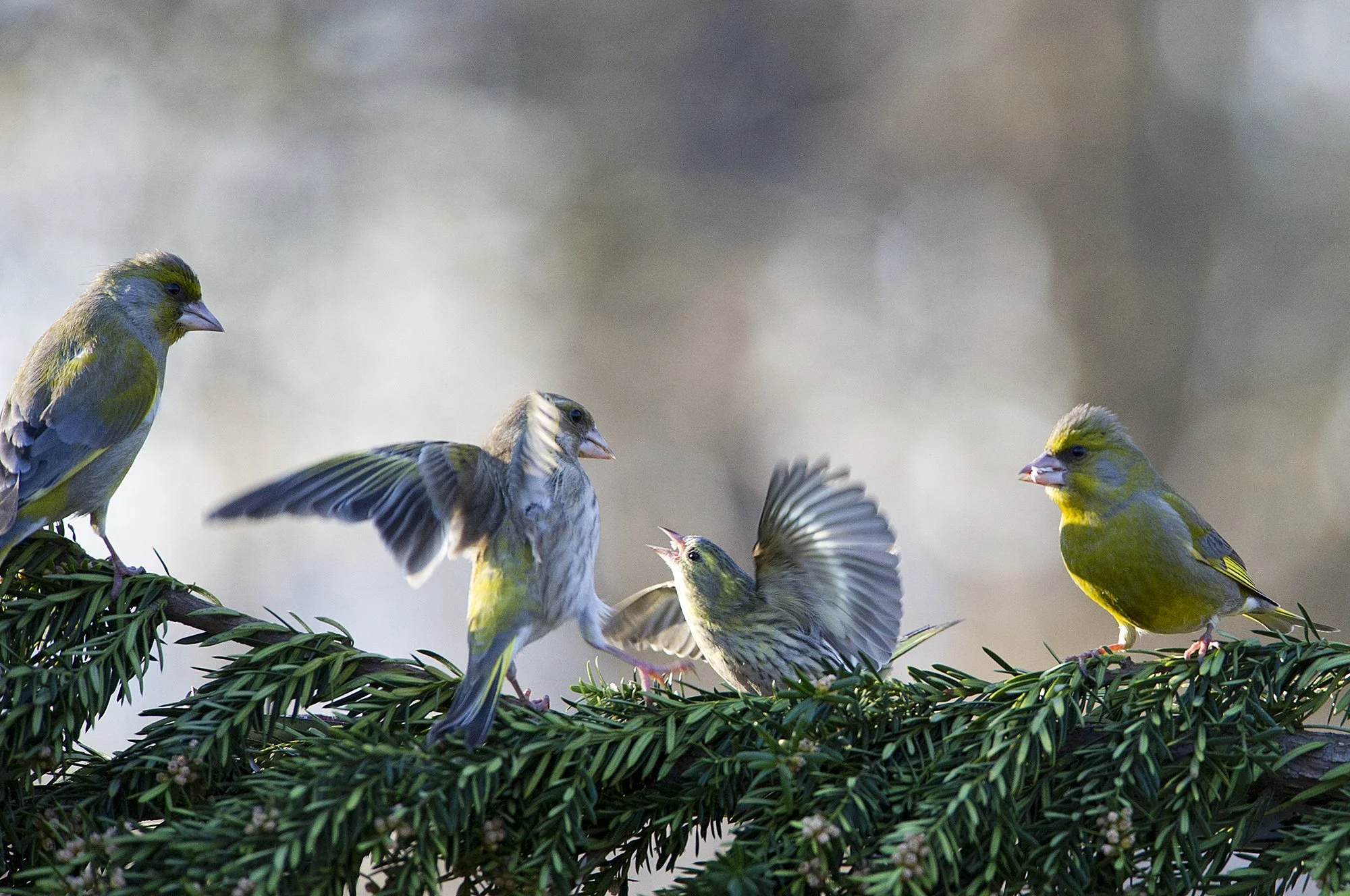 "Meeleavaldus Toompeal" Rohevindid. Carduelis chloris. Kadriorg. Eesti. 2017