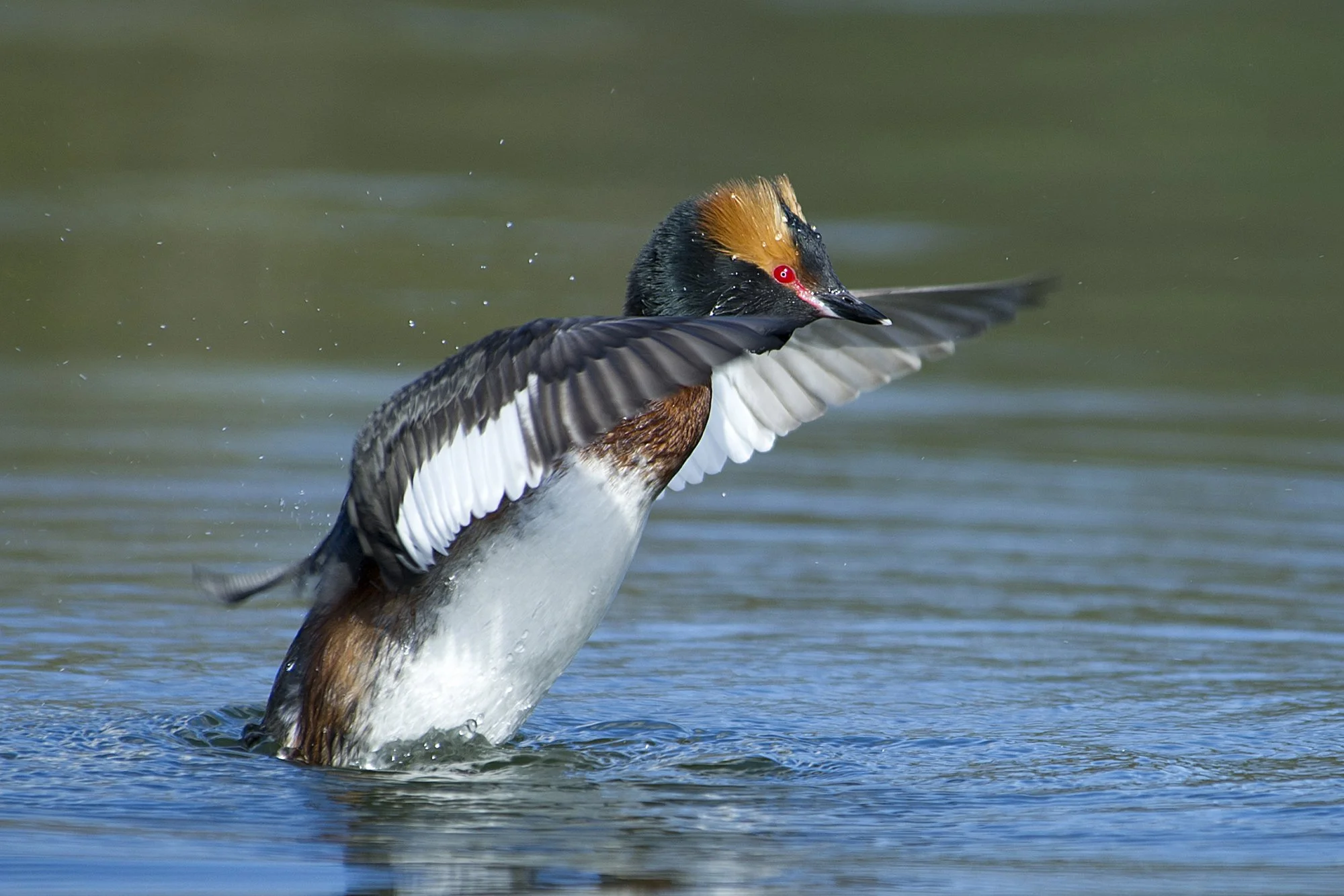 "Dirigent." Sarvikpütt. Podiceps auritus. Tallinn, Eesti. 2020.