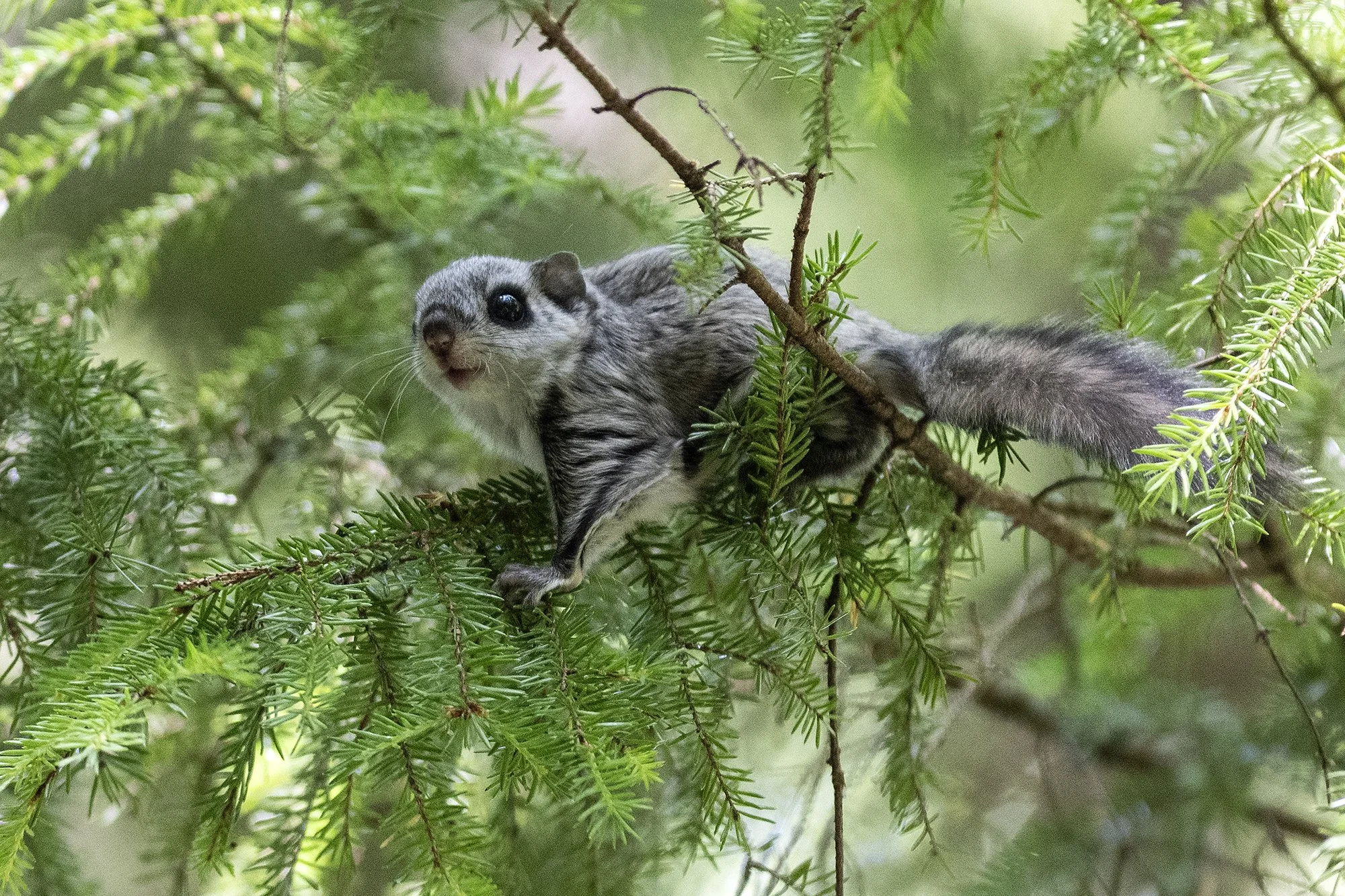 "Noor lendorav kuuseoksal" (Pteromys volans) Alutaguse 2023