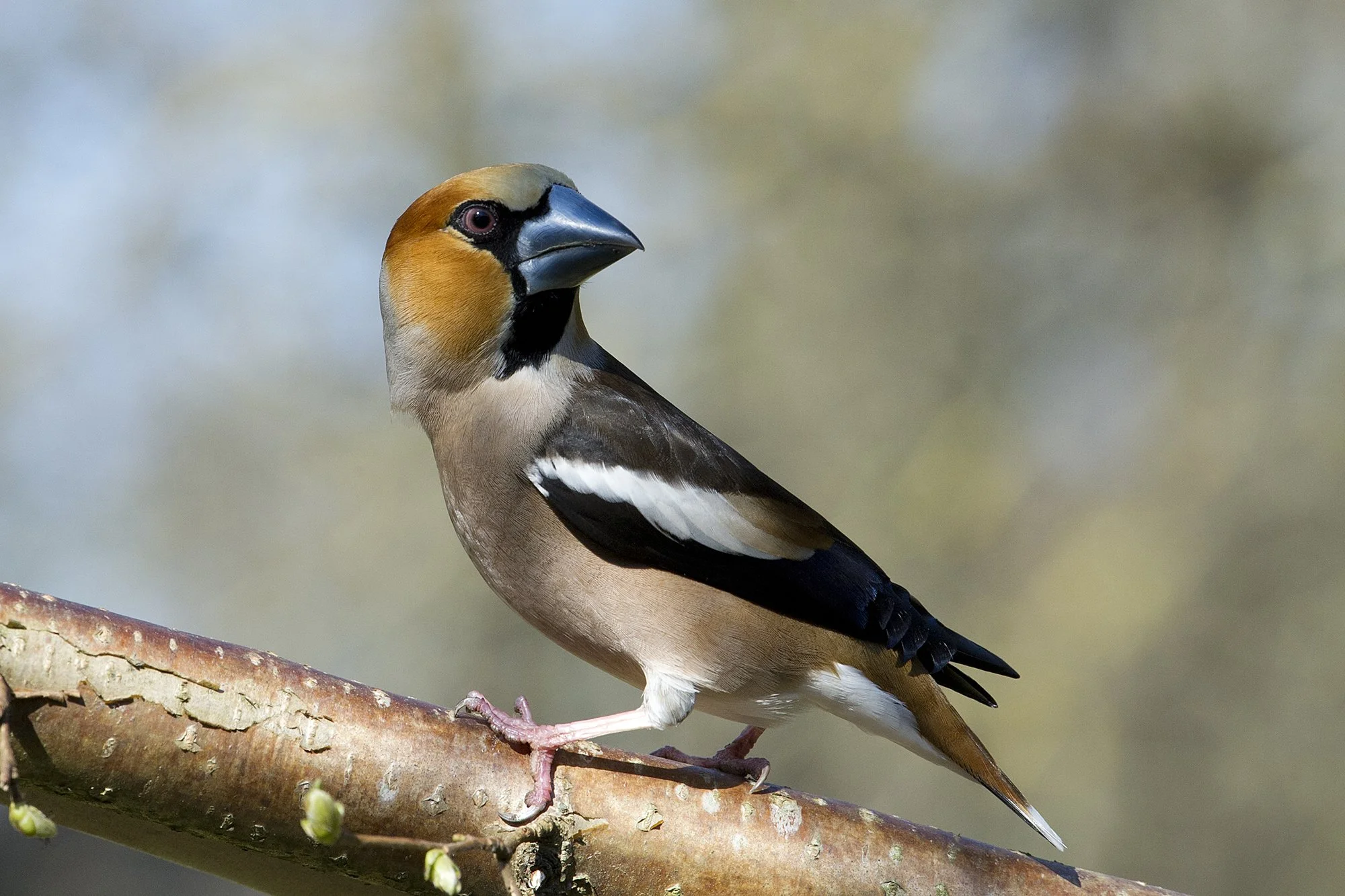 "Üle õla" Suurnokk. Coccothraustes coccothraustes. Harjumaa, Eesti 2020