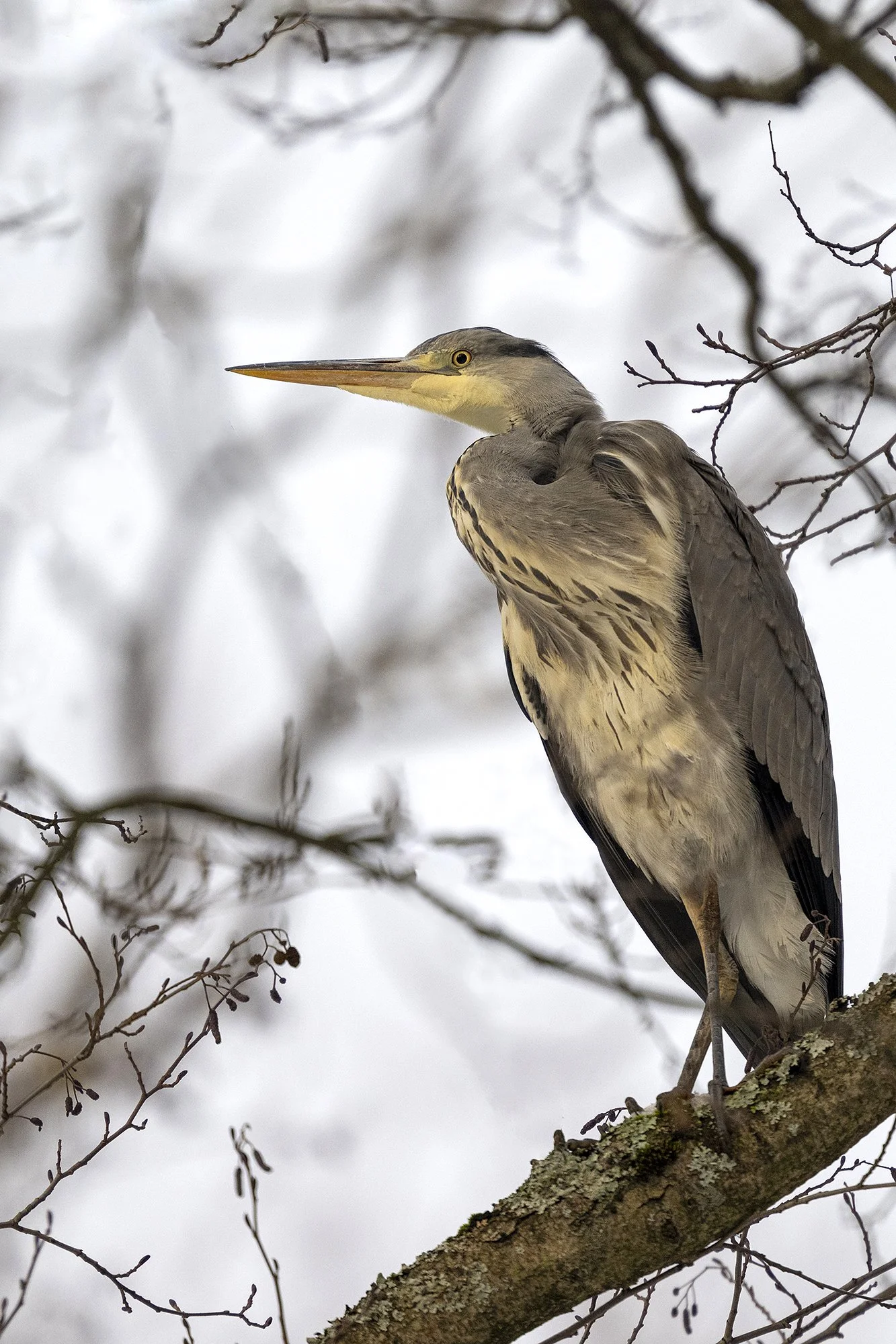 "Meremees kuival maal" Hallhaigur. (Ardea cinerea.) Tallinn 2025