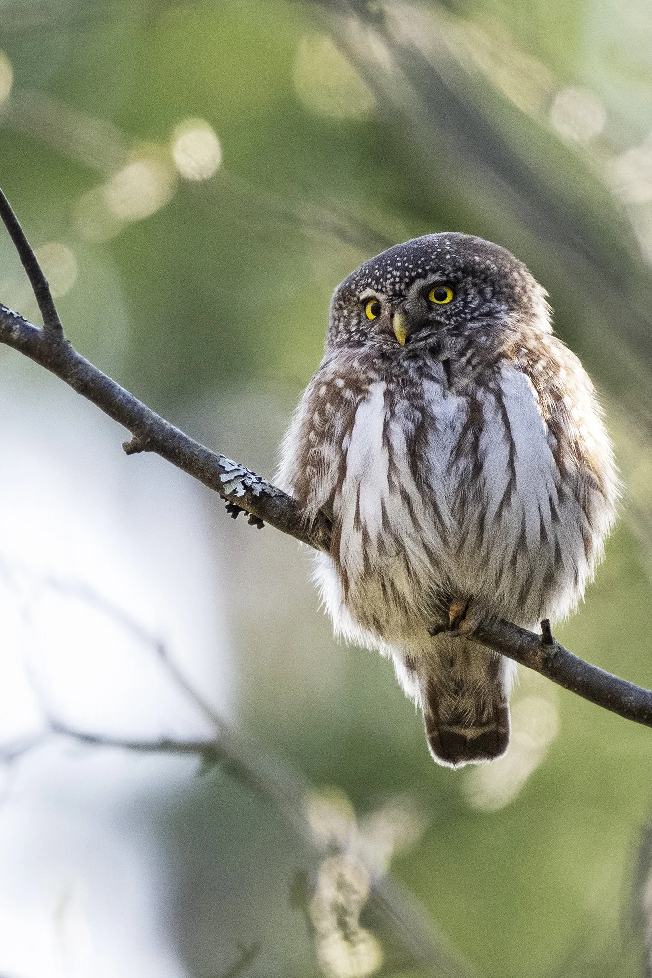 Värbkakk.  (Glaucidium passerinum)  Harjumaa 2025