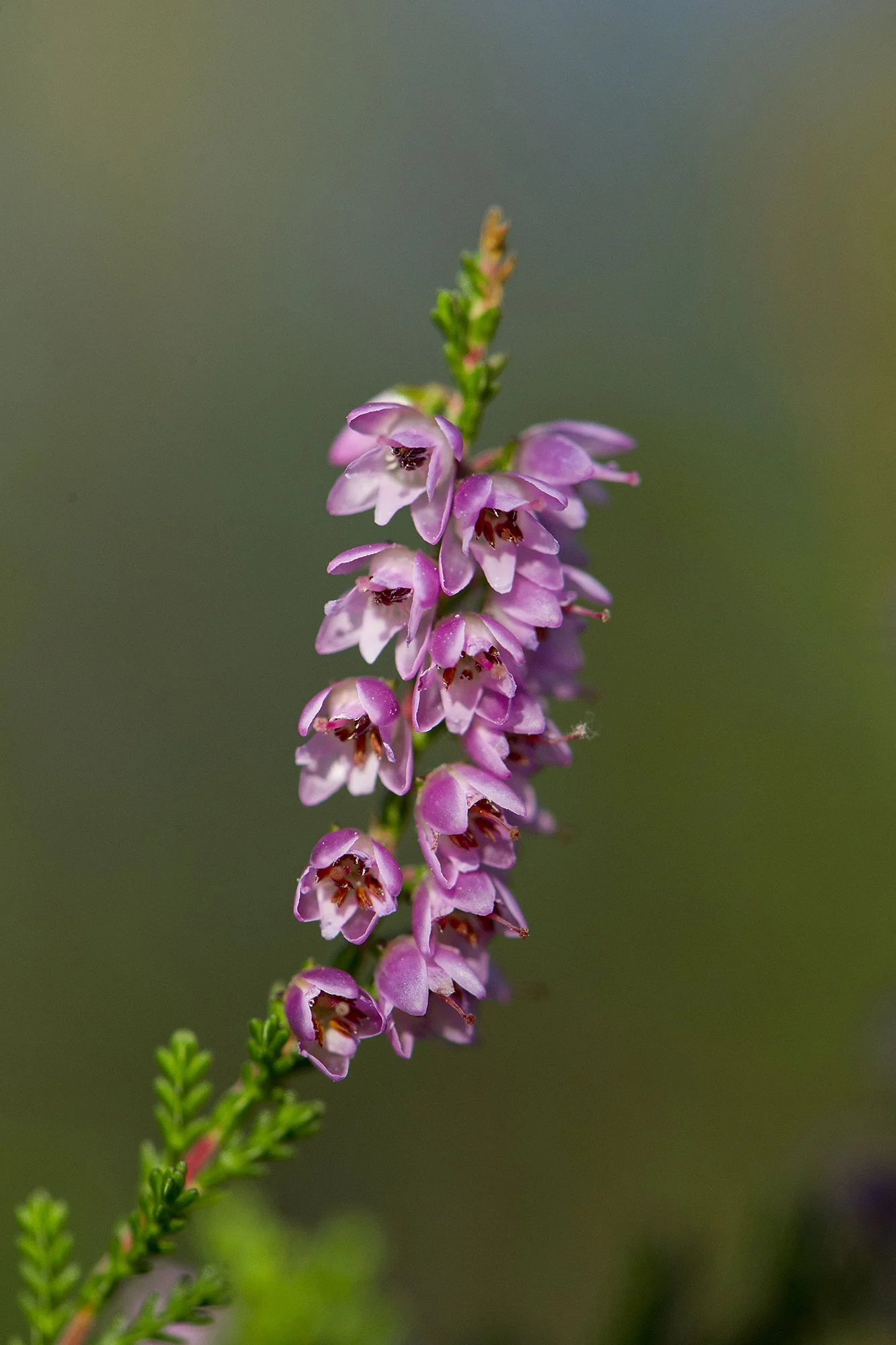 Kanarbik. Calluna vulgaris. Harjumaa, Eesti. 2019