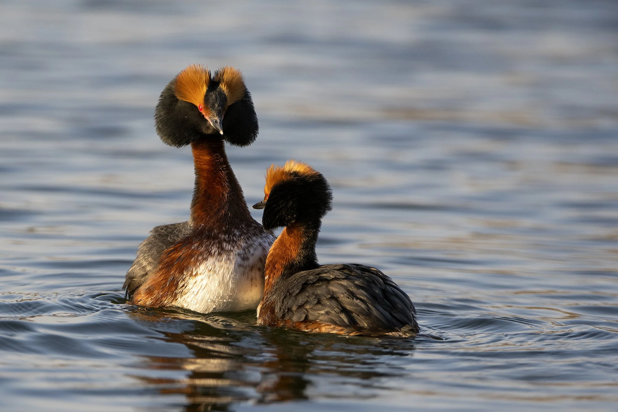 "Ülem ja alam" Sarvikpüttide kevadised tegemised. Podiceps auritus. Harjumaa, Eesti 2021