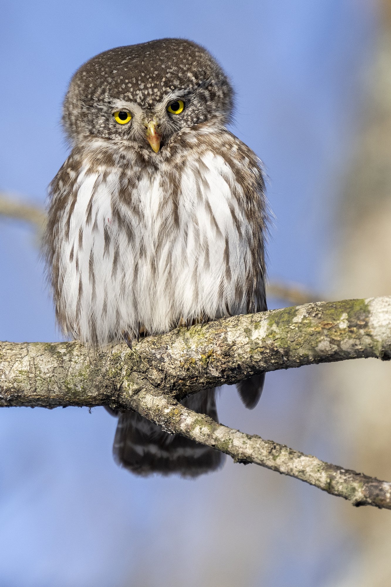 "Silmast silma värbkakuga" (Glaucidium passerinum) Järvamaa, 2026