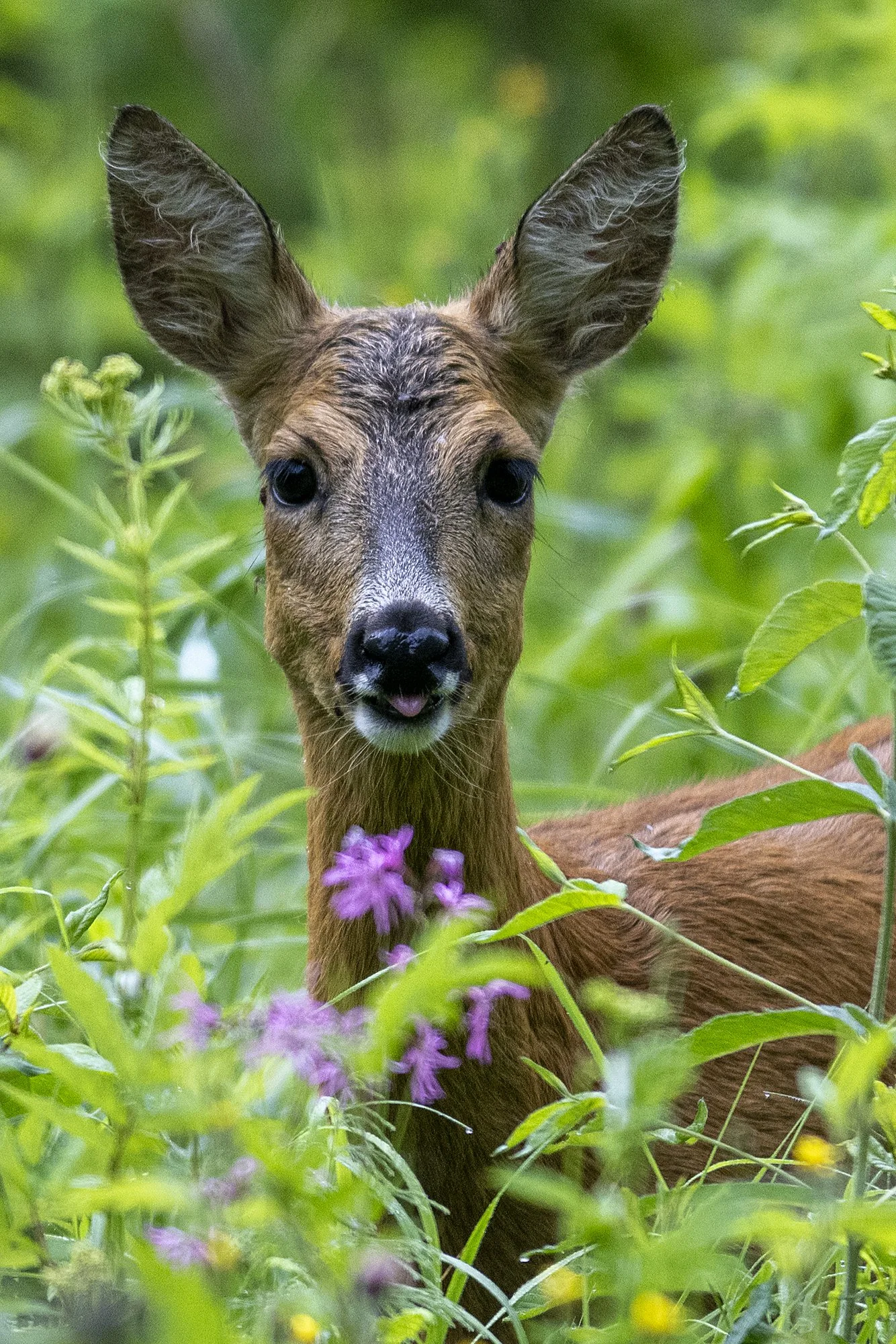 Kitseke rohus. ( Capreolus capreolus. ) Alutaguse 2024