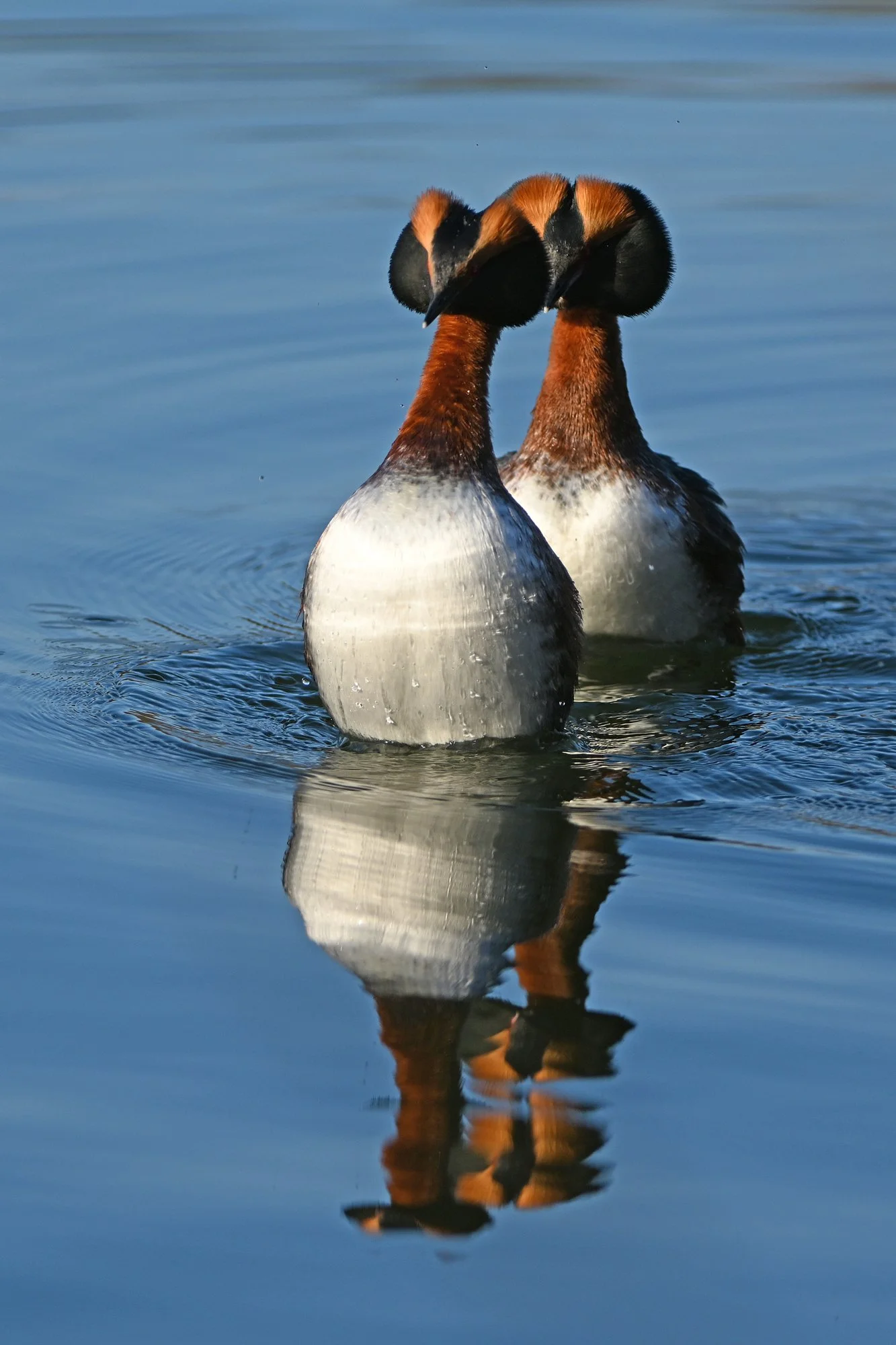 "Kindel seljatagune" Sarvikpütid. Podiceps auritus. Tallinn, Eesti. 2021