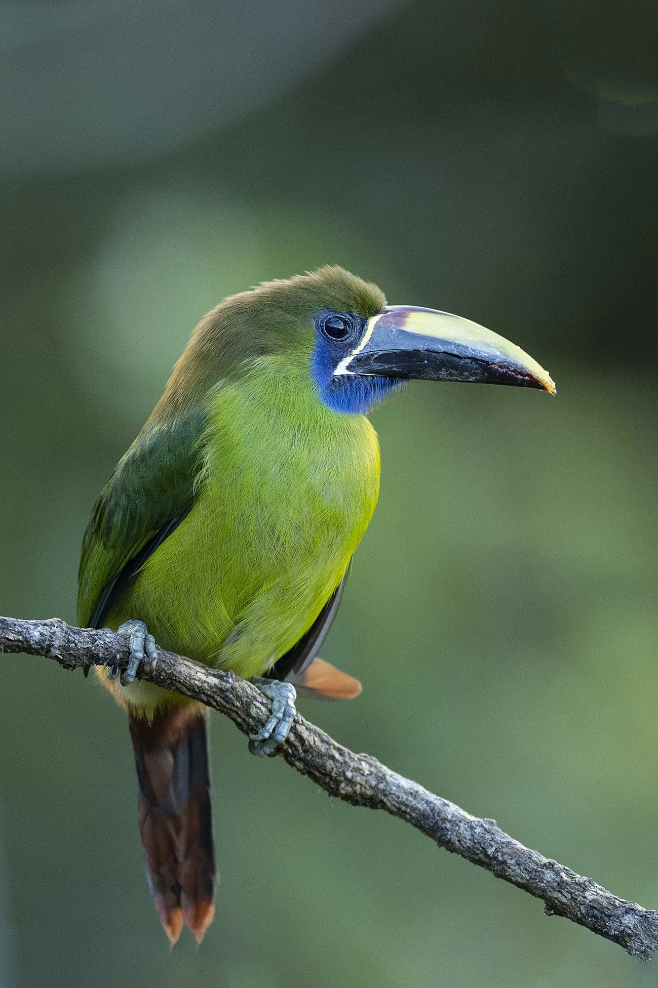 "Tsmaragdtuukan".  Aulacorhynchus prasinus. Costa Rica. 2021