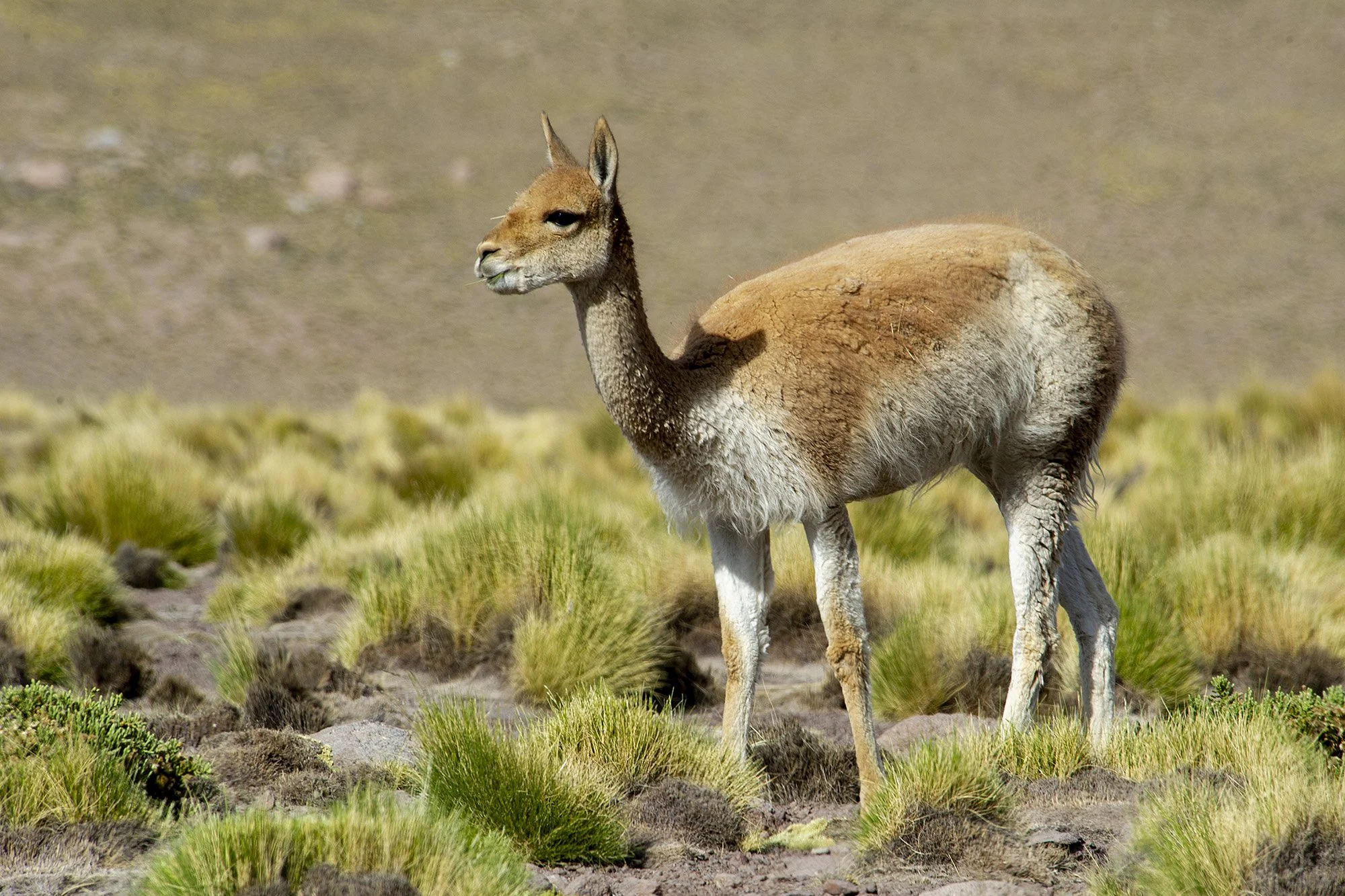 Vikunja (Lama vicugna) Tšiili, Atacama kõrb. 2012.