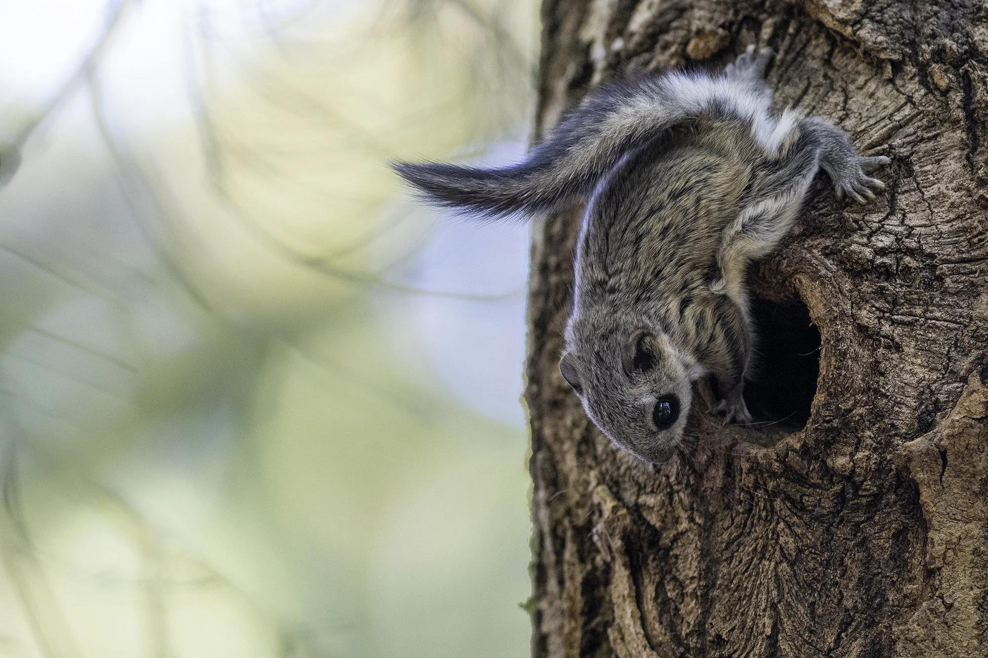 "Lendorav koduuksel" (Pteromys volans) Alutaguse 2023