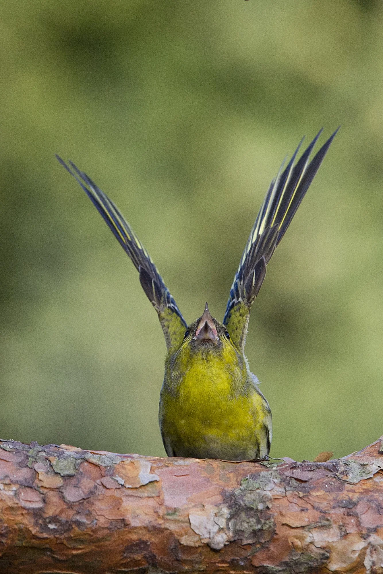 "Tule taevas appi!" Siisike. Carduelis spinus. Harjumaa,Eesti. 2020