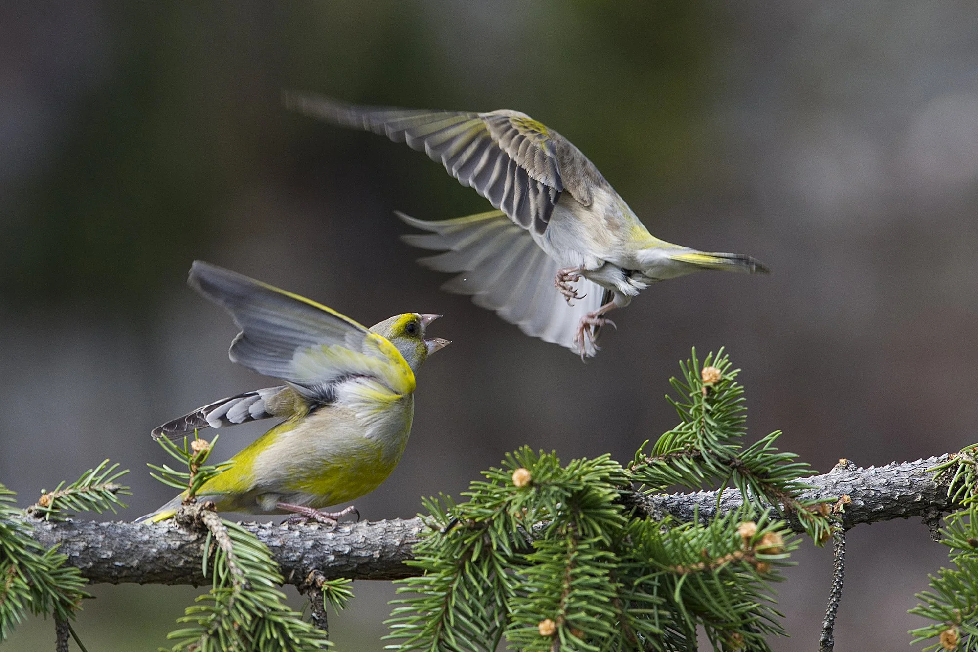 "Dialoog Eesti moodi" Rohevindid.  Carduelis chloris. Kadriorg. Eesti. 2019