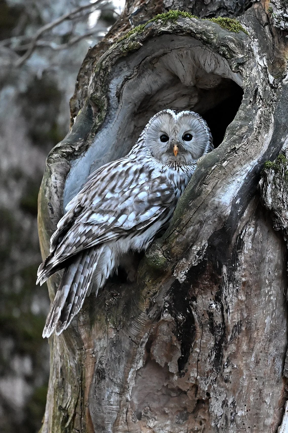 Hänkakk pesapuul. (Strix uralensis) Harjumaa 2025