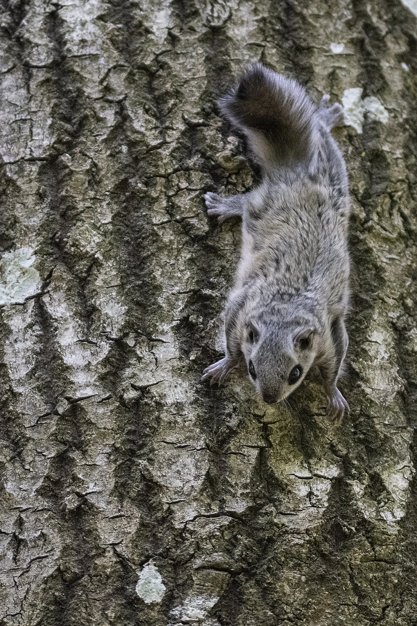 "Pealtvaade" Lendorav (Pteromys volans) Alutaguse 2023