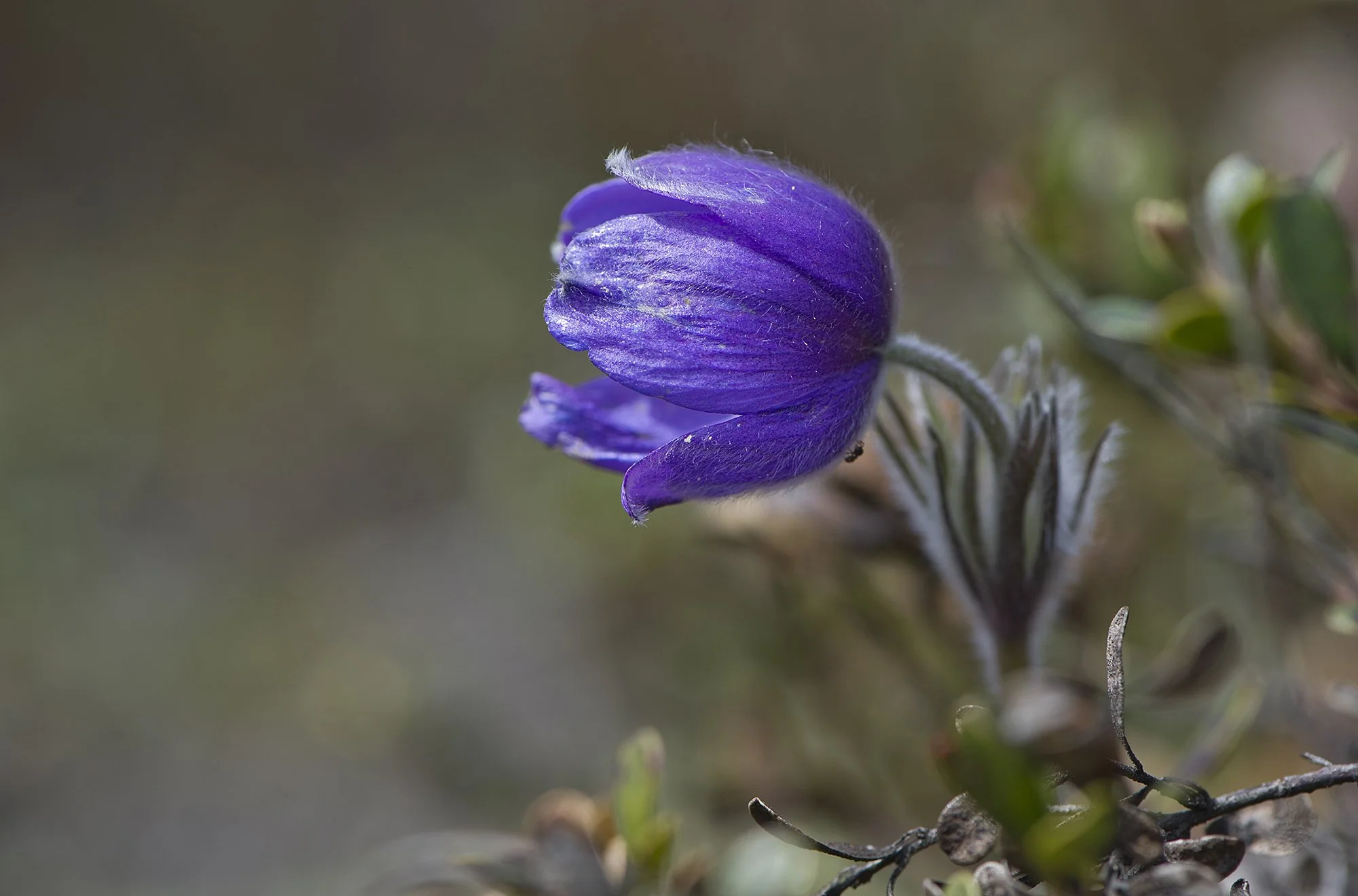 "Karukell sipelgaga". Karukell. Pulsatilla Mill. Kõrvemaa, Eesti. 2015