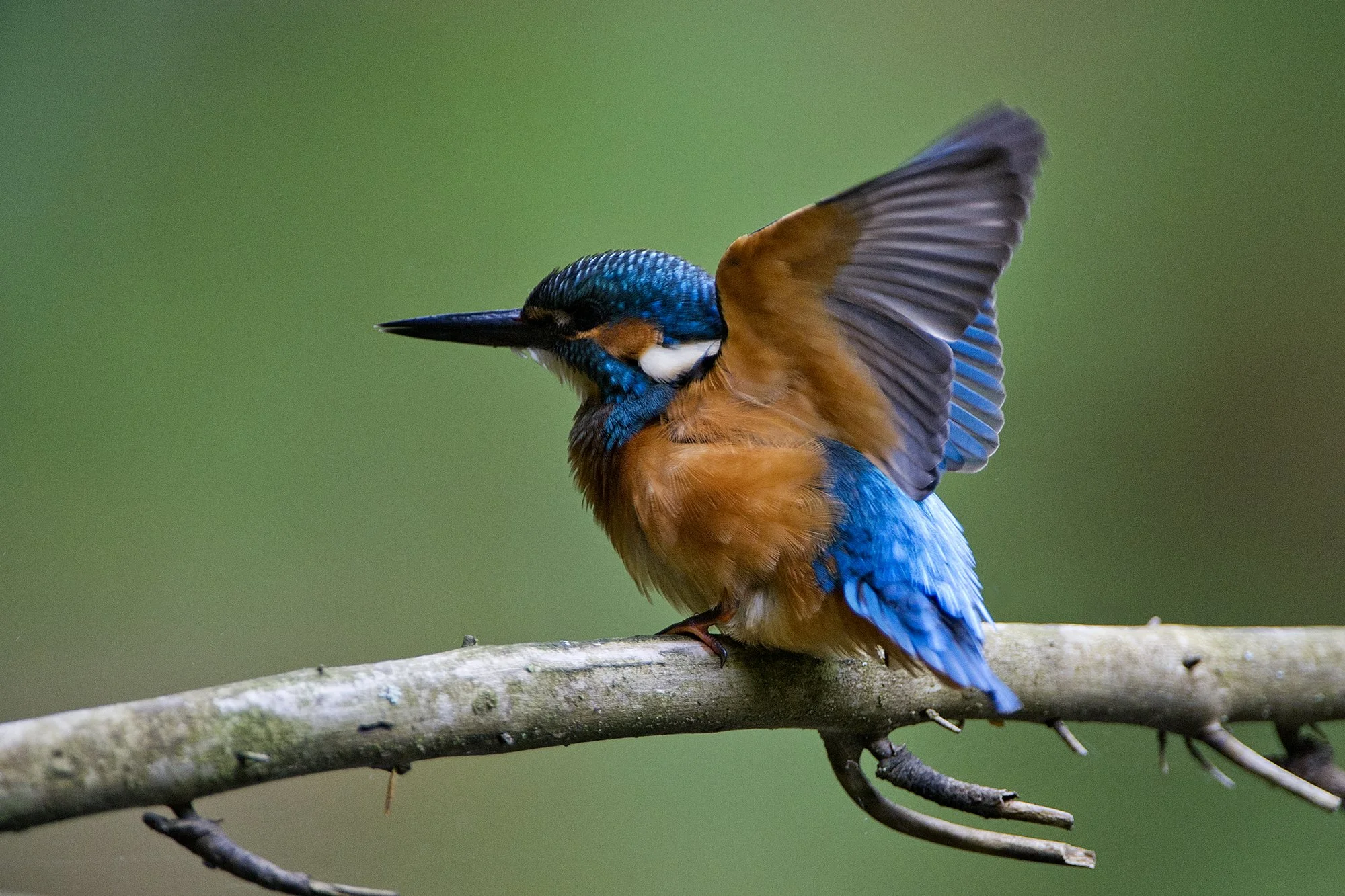 "Tiivasirutus" Jäälind. Alcedo atthis. Ahja jõel, Eesti, 2021.