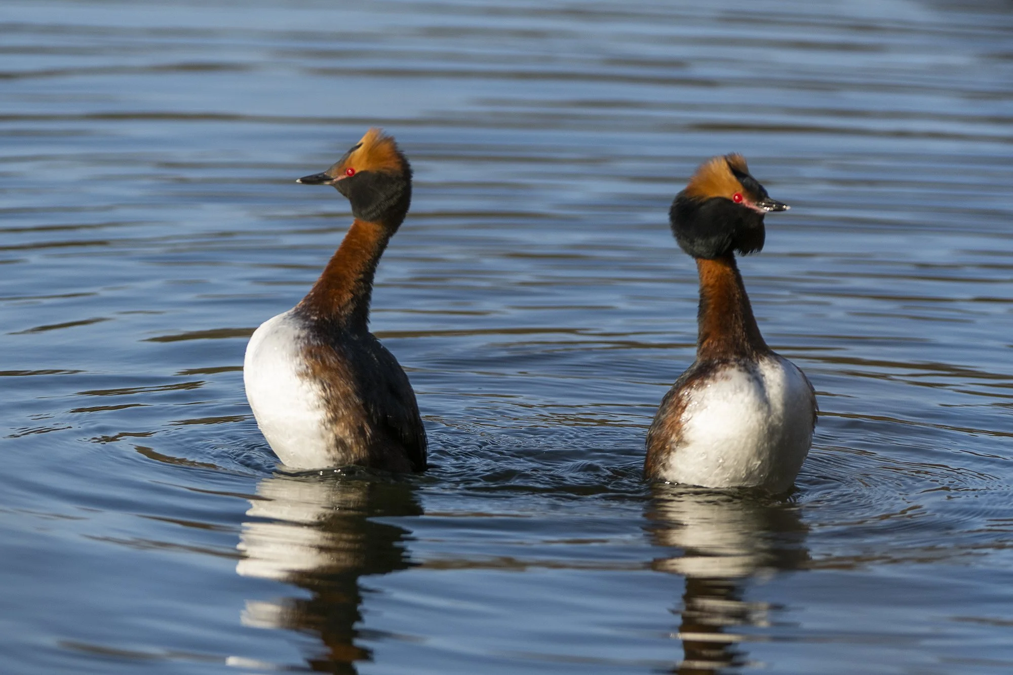 "Lahku" Sarvikpütid. Podiceps auritus. Läänemaa, Eesti. 2020.