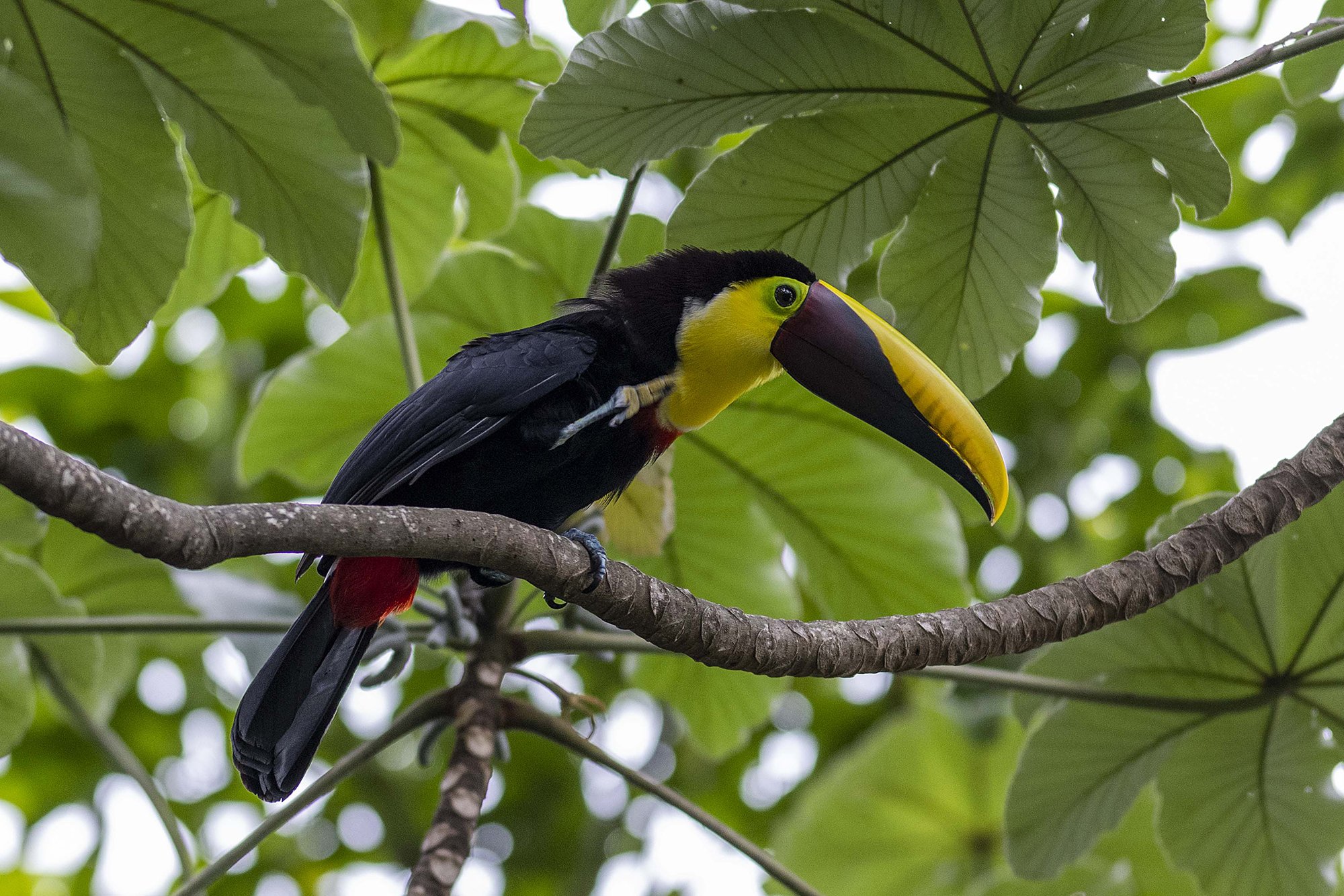 "Kilatuukan".  Ramphastos ambbiguus. Costa Rica. 2021