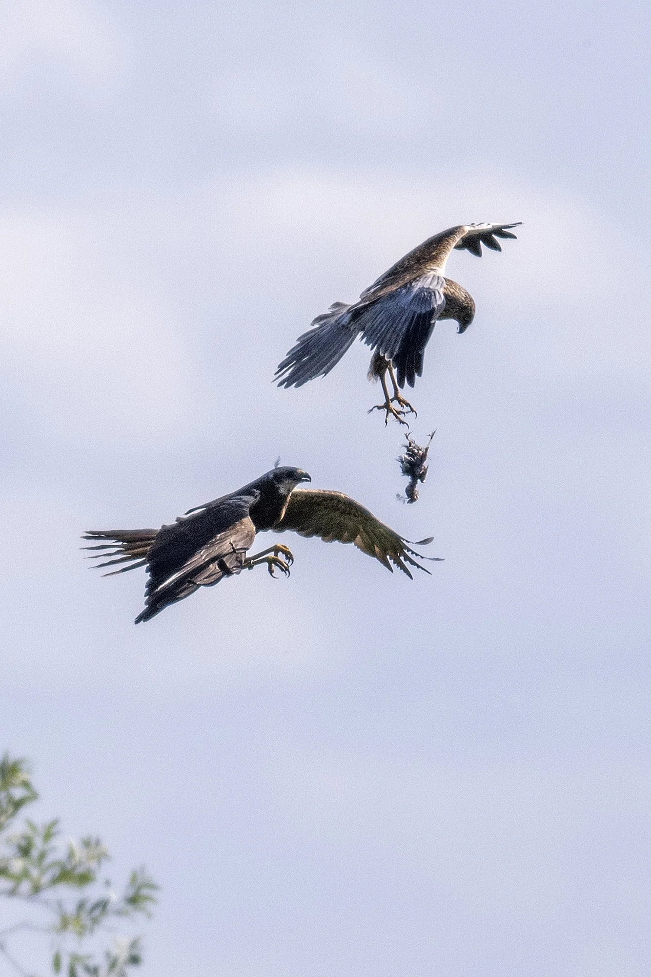 Roo-loorkullid.(Circus aeruginosus). Põltsamaa lähistel 2024