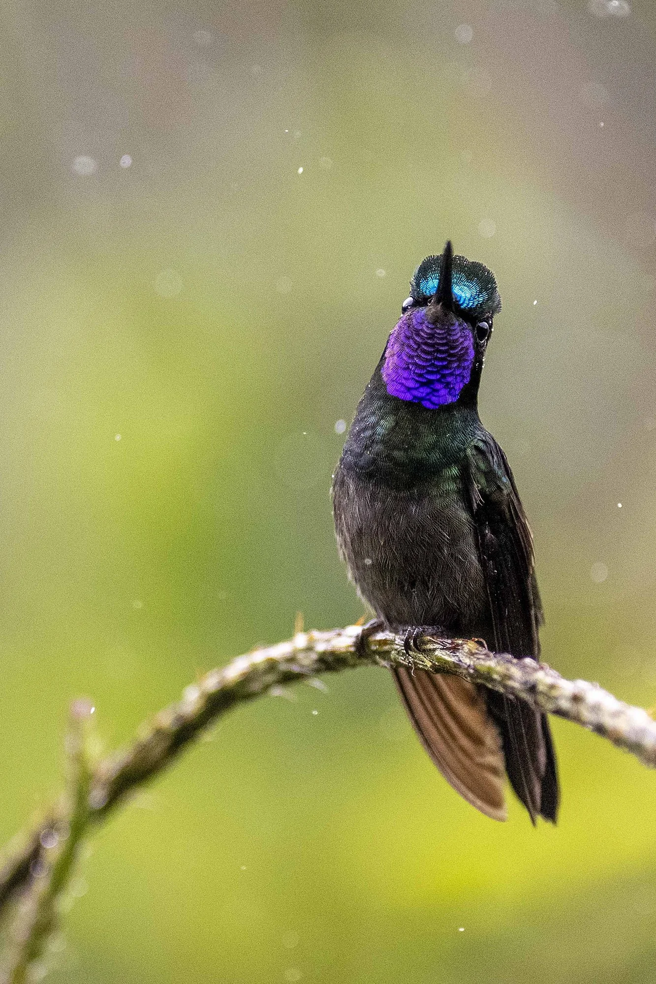 "Koolibri 7". Trochilida - koolibri. Lampornis calolaemus. Costa Rica. 2021