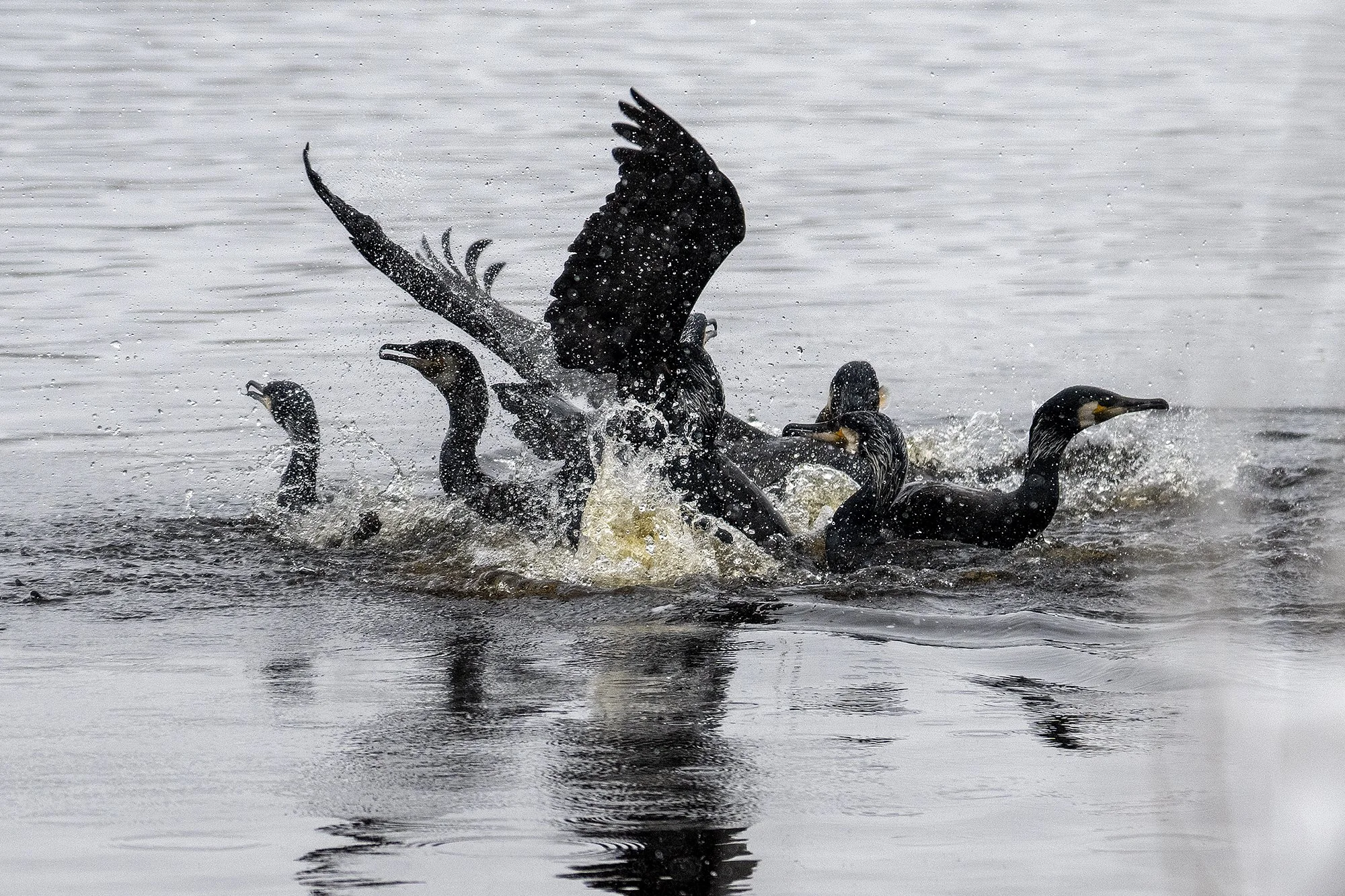 Kormoranikisma. (Phalacrocorax carbo) Pirita jõel. 2024