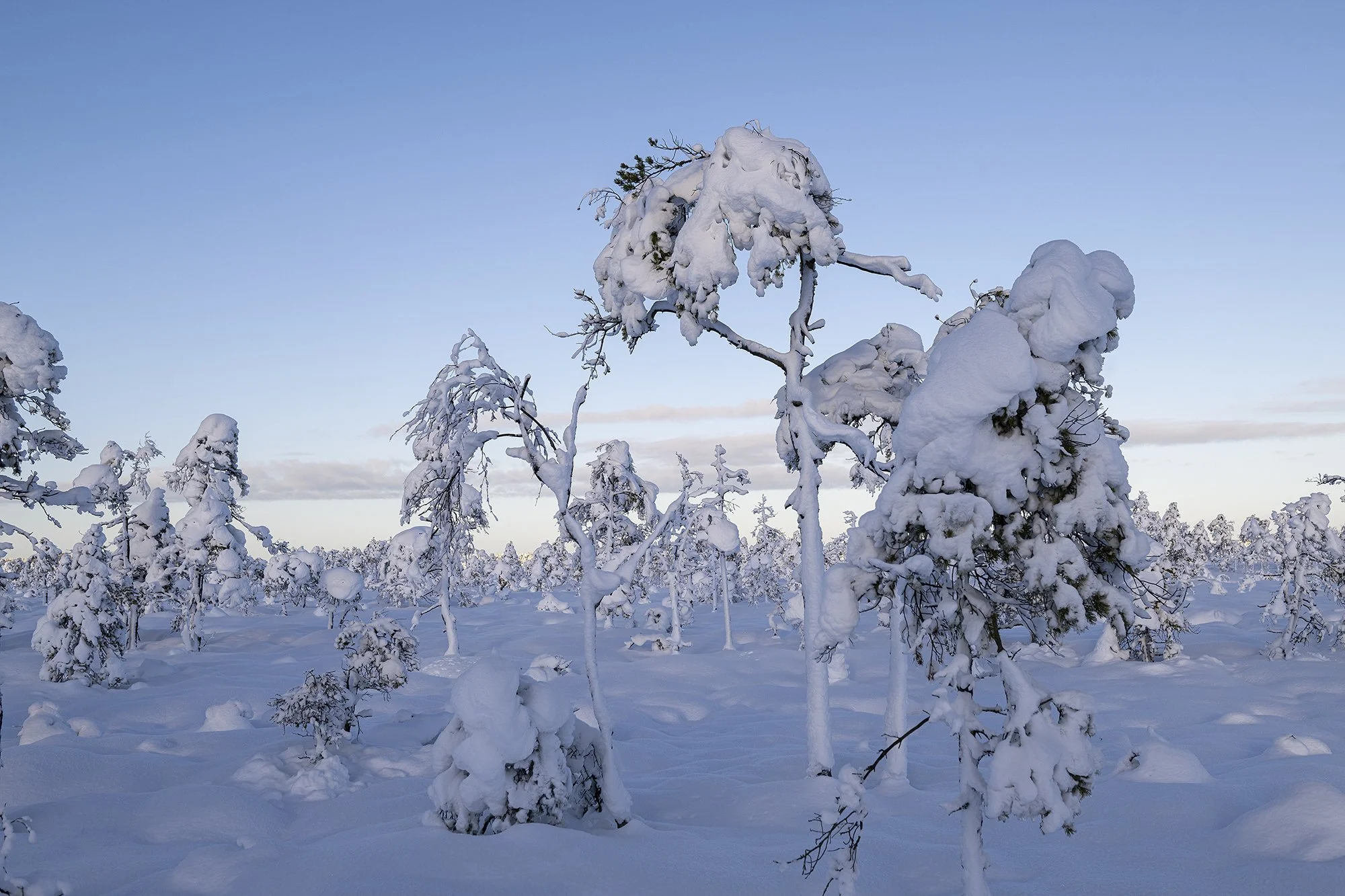 "Lumemaalingud rabas".  Kõrvemaa 2024