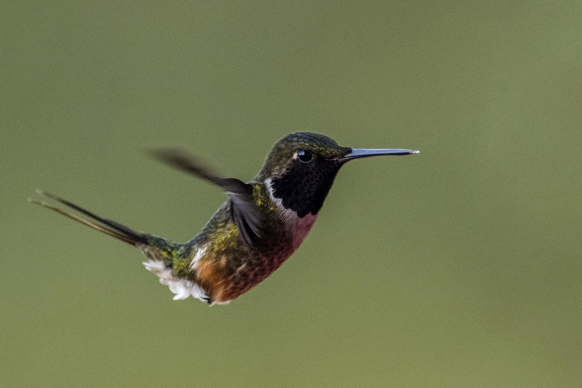 "Koolibri 4". Trochilida - koolibri. Lampornis calolaemus. Costa Rica. 2021
