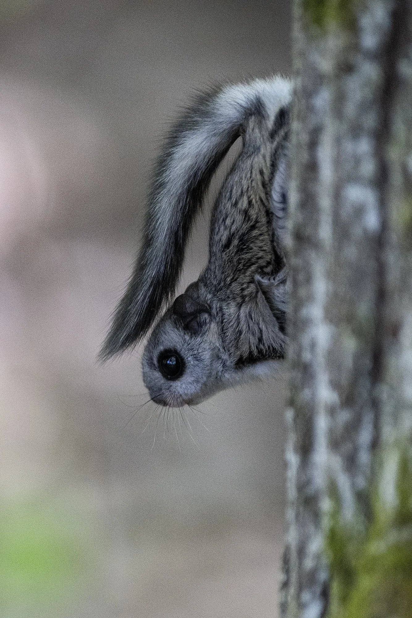 "Saba kuklas" Lendorav (Pteromys volans) Alutaguse 2023