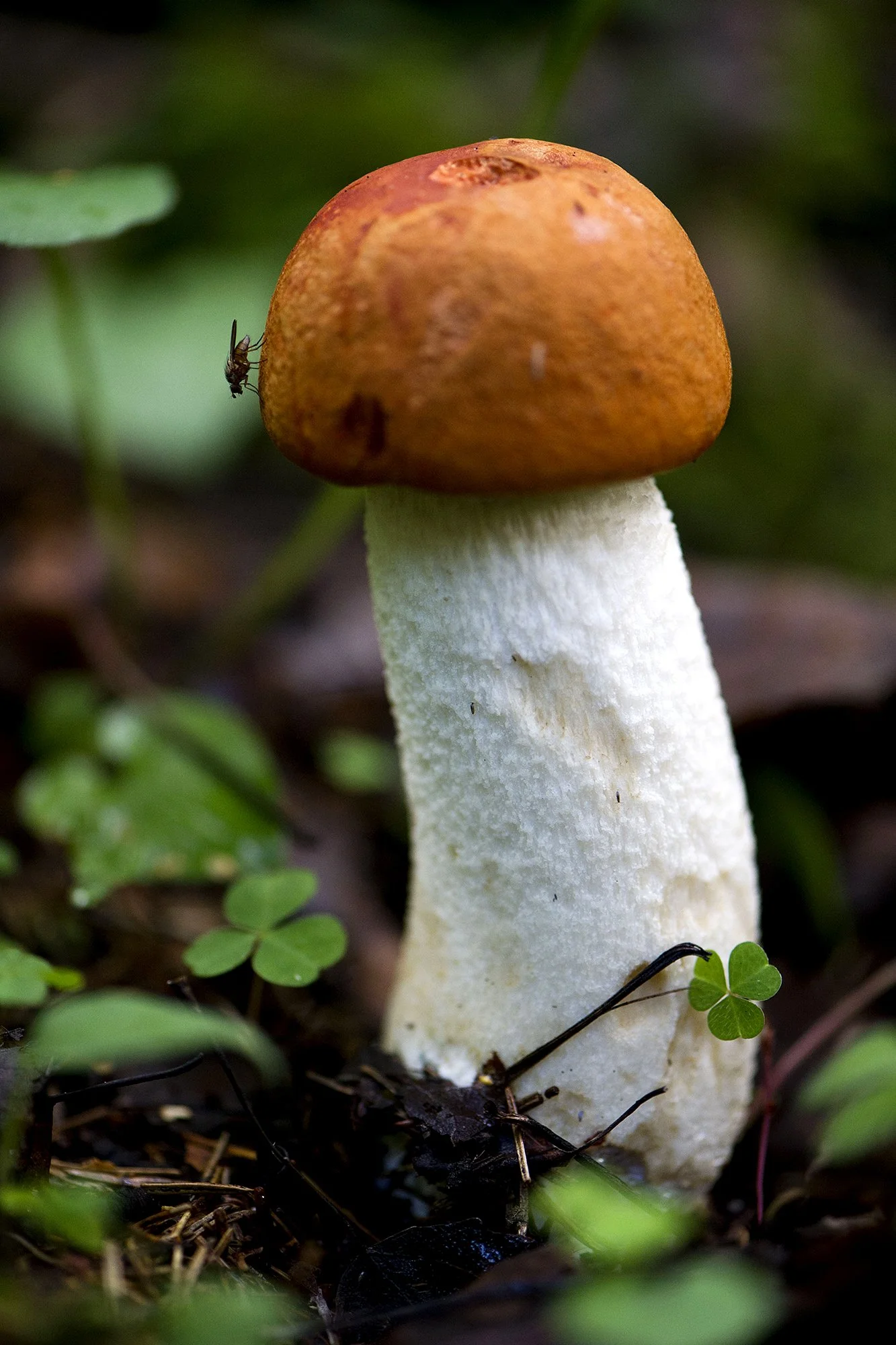 "Seenemikk" Haavapuravik. Leccinum aurantiacum. Paunküla, Eesti. 2019