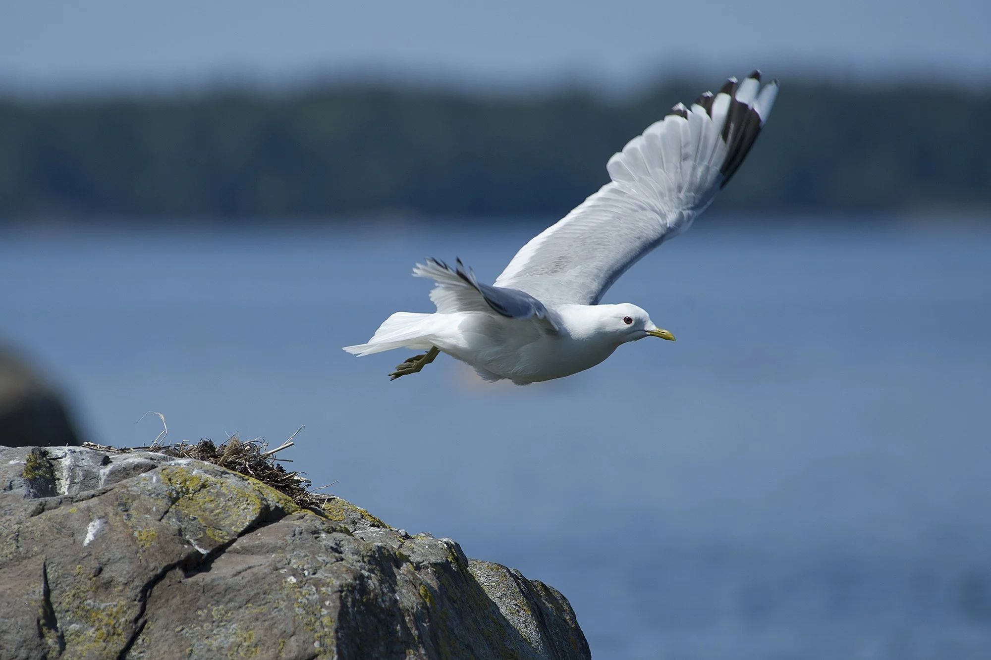 "Pesalt ära" Kalakajakas. Larus canus.  Tapurla, Eesti. 2011