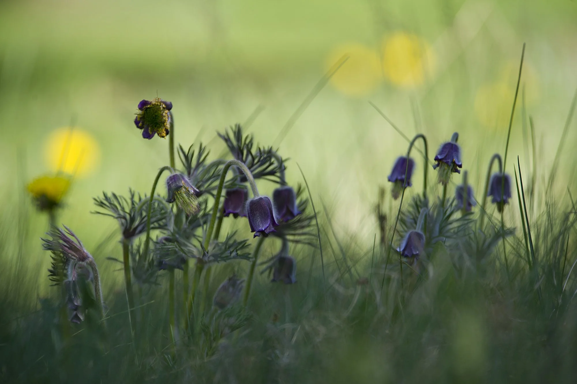 "Kevadvärvid" Aas-karukell. Pulsatilla patens. Pirita, Tallinn 2017