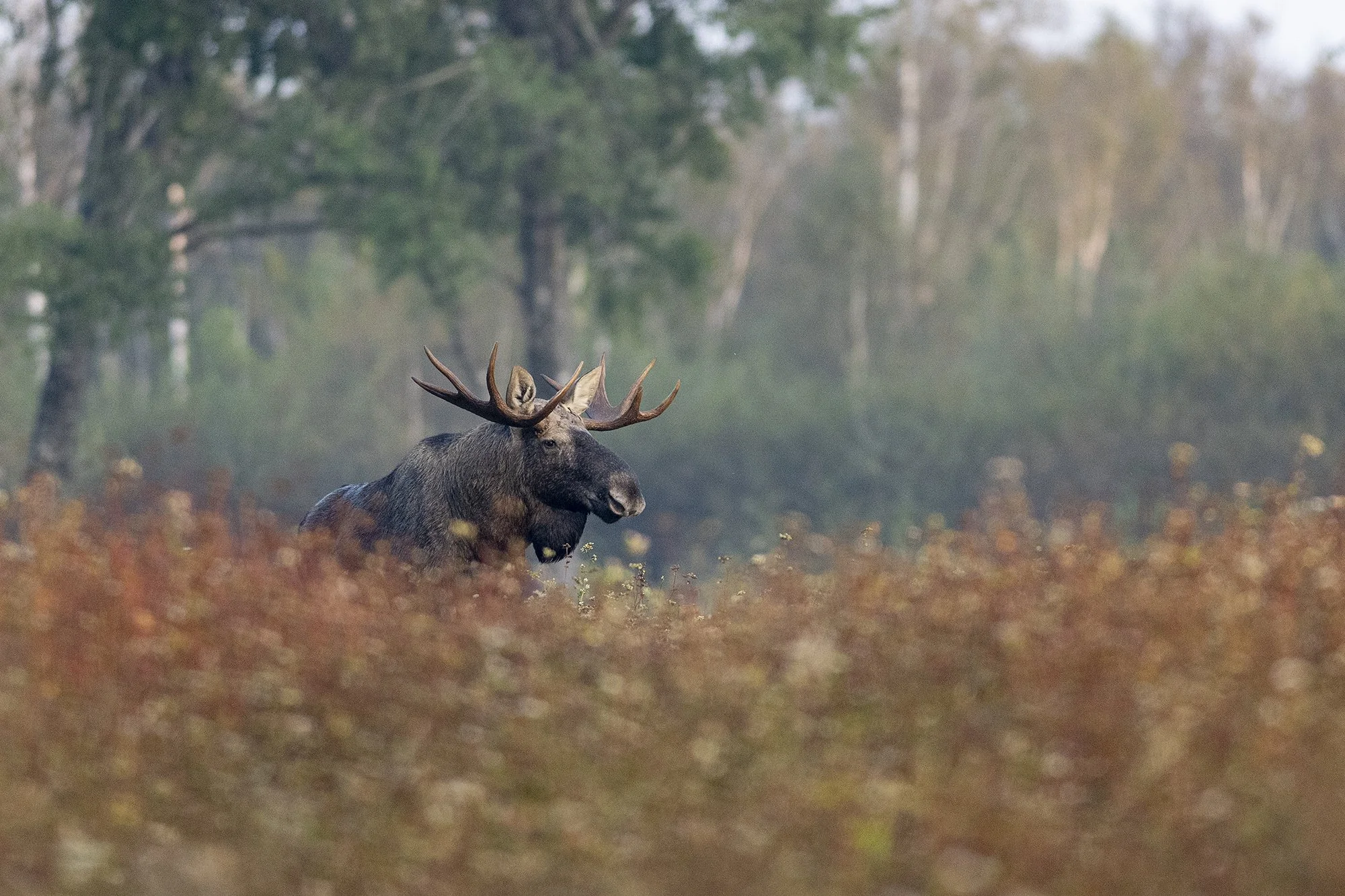 "Viieraudne" Põder  (Alces alces) Harjumaa 2024
