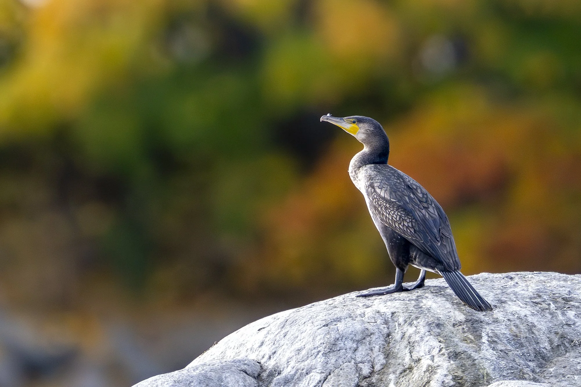 Kormoran (Phalacrocorax carbo) Harjumaa, Neemel 2025