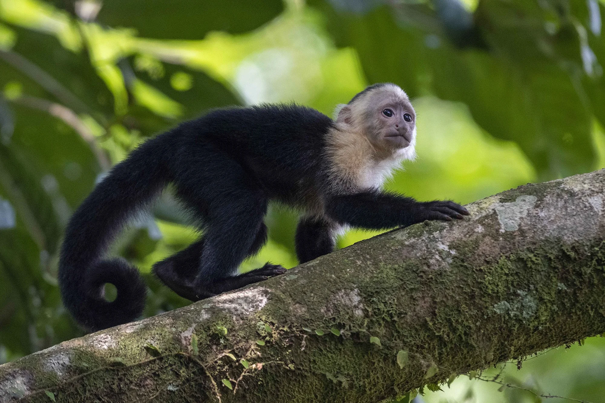 "Kaputsiin ahv".  Cebus capucinus. Costa Rica. 2021