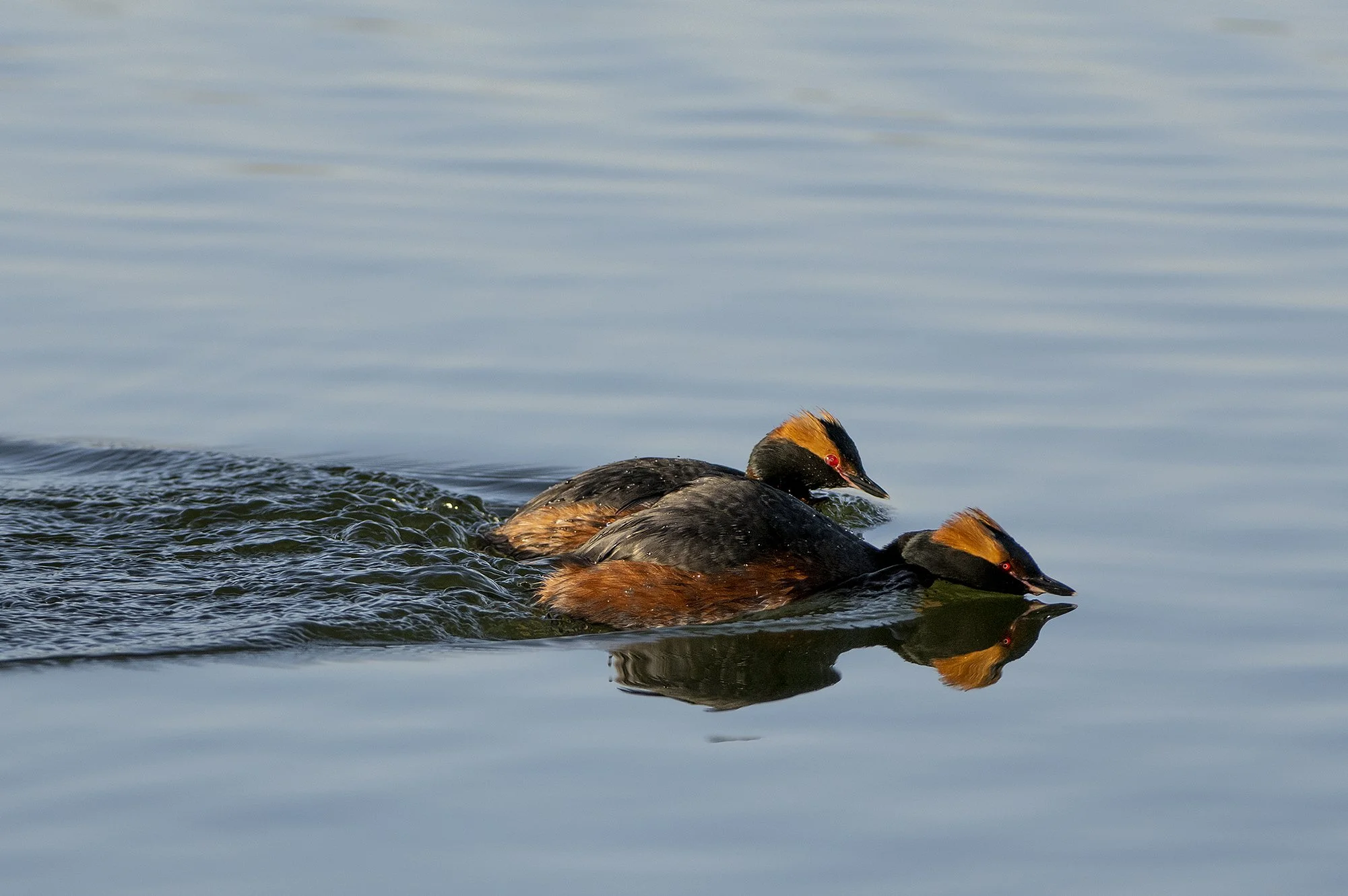 "Kahekesi luurel" Sarvikpütid. Podiceps auritus. Harjumaa, Eesti. 2021