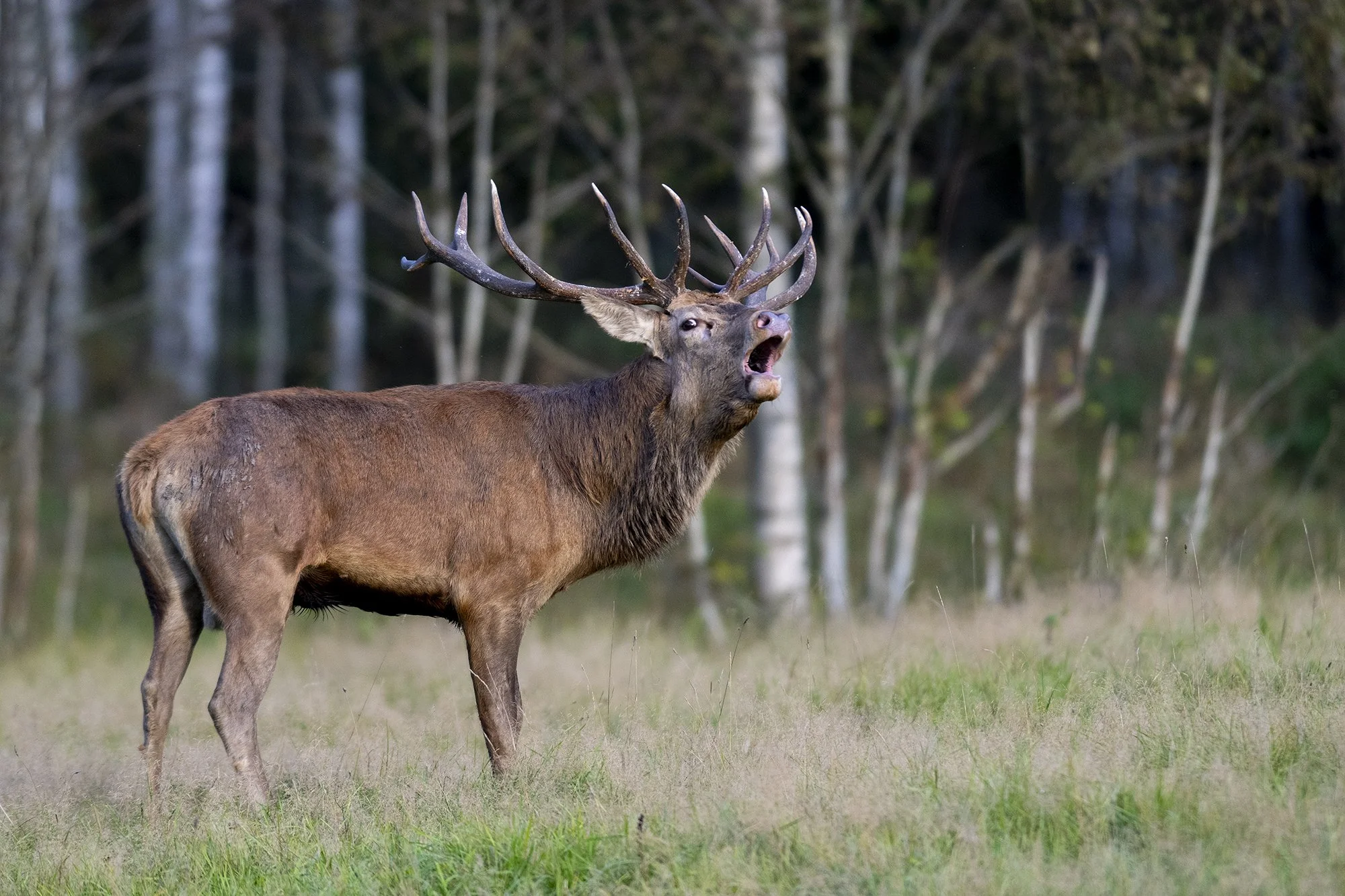 "Kutse duellile" Punahirv (Cervus elaphus) Järvamaa. 2024