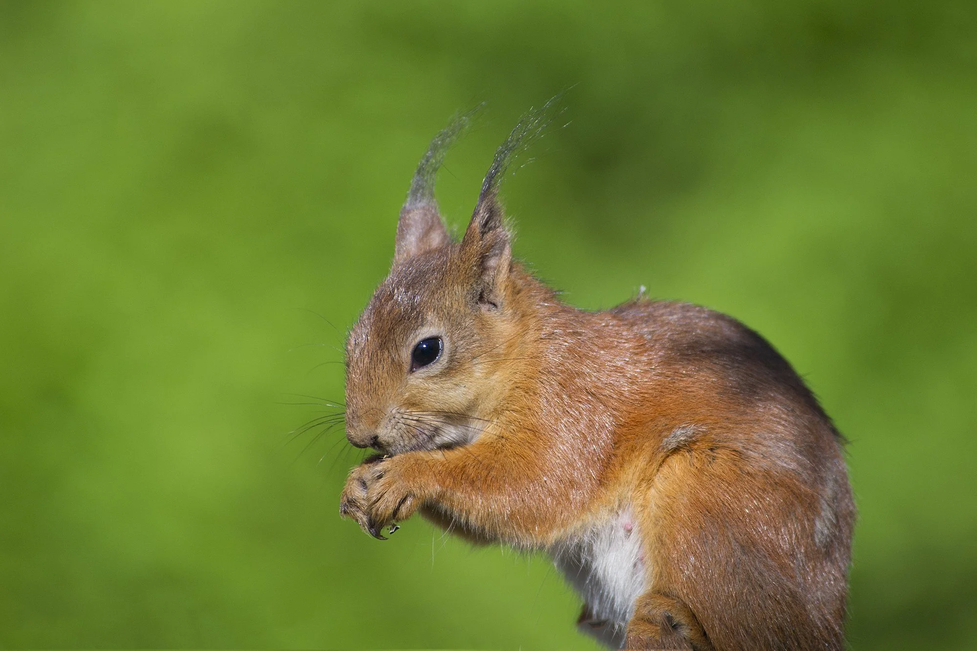 "Pähklipureja" Orav. Sciurus vulgaris). Kadrior, Eesti. 2016